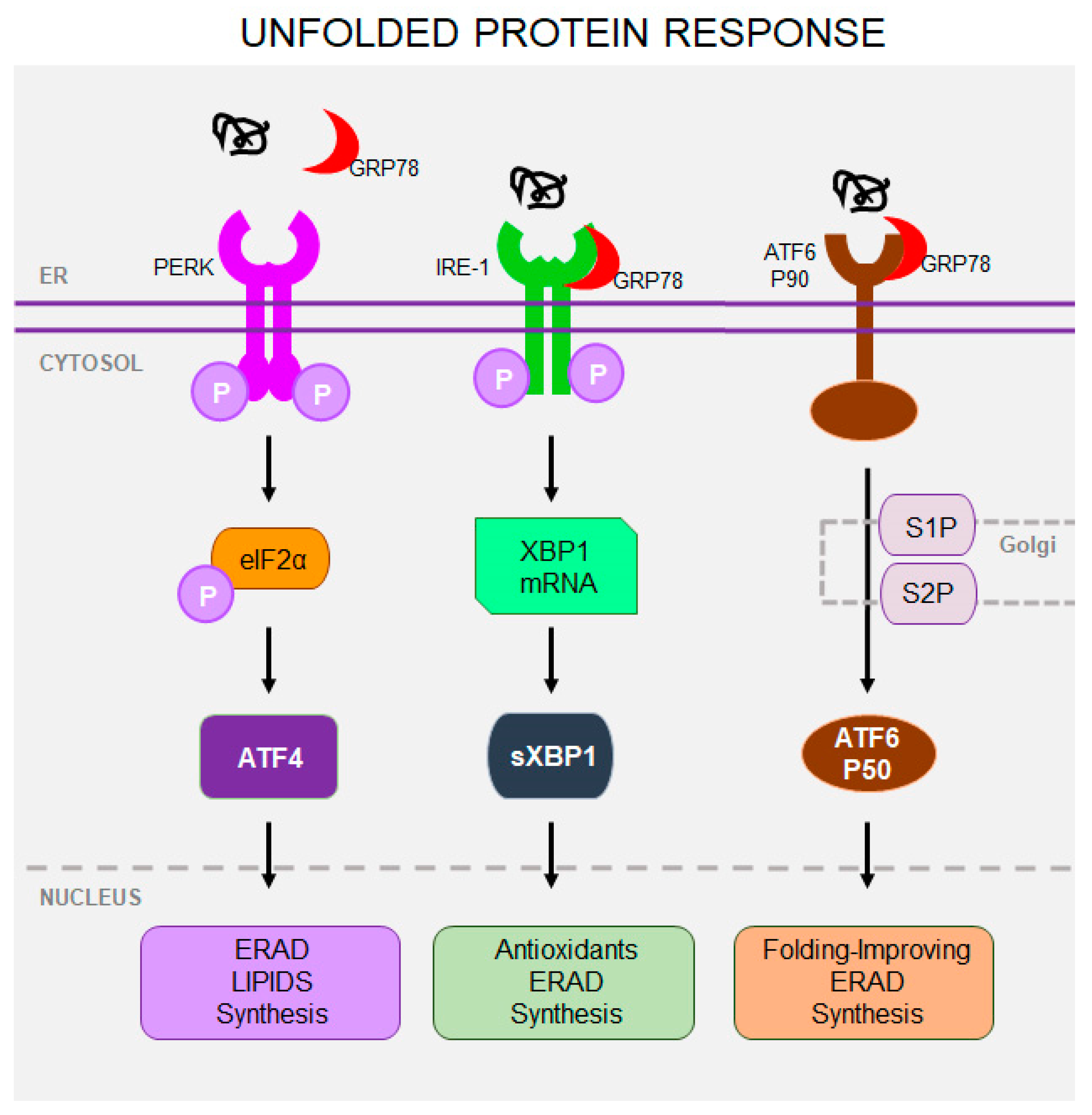 Cells 14 00049 g002 Cells 14 00049 g002