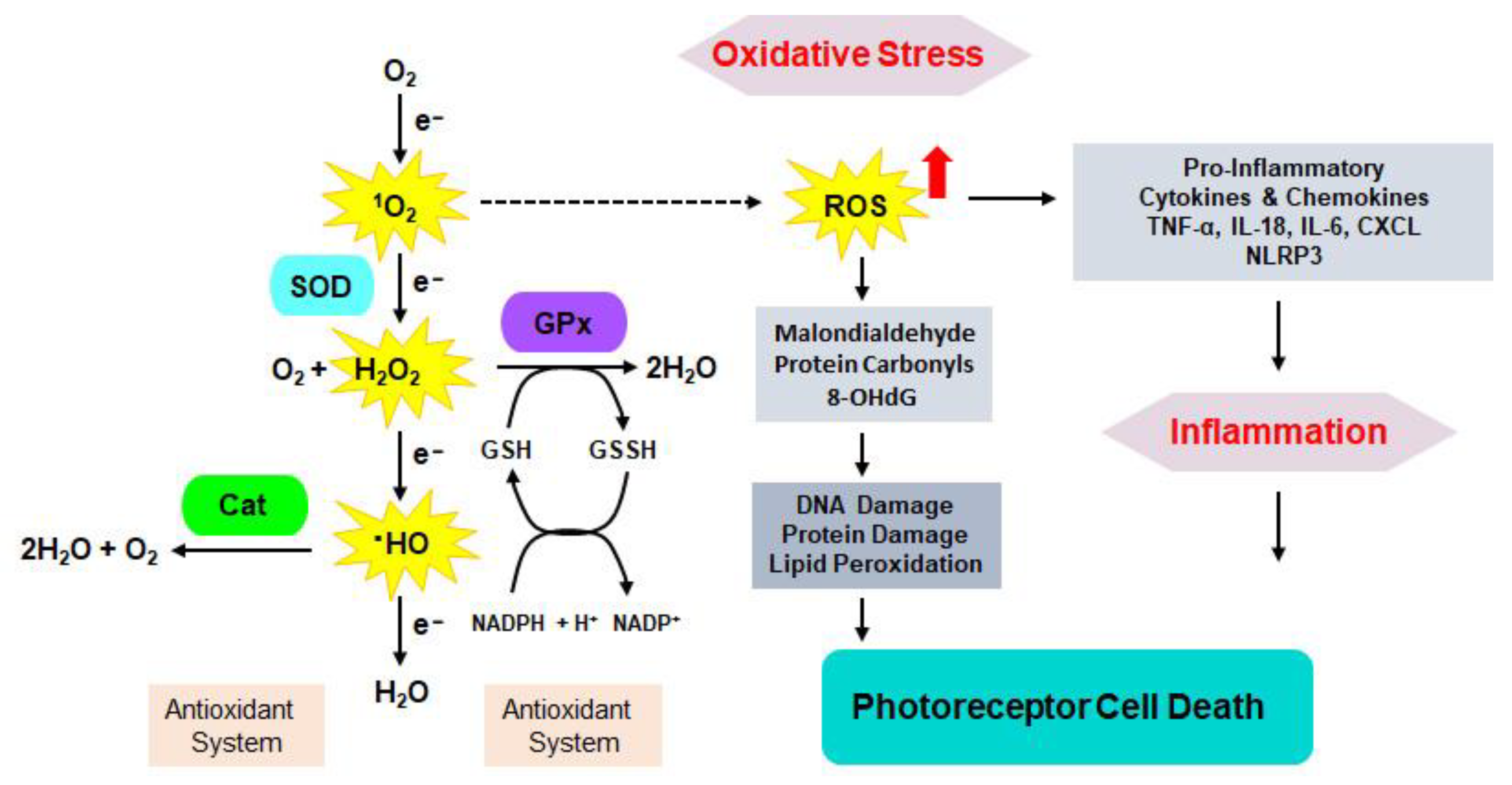 Cells 14 00049 g003 Cells 14 00049 g003