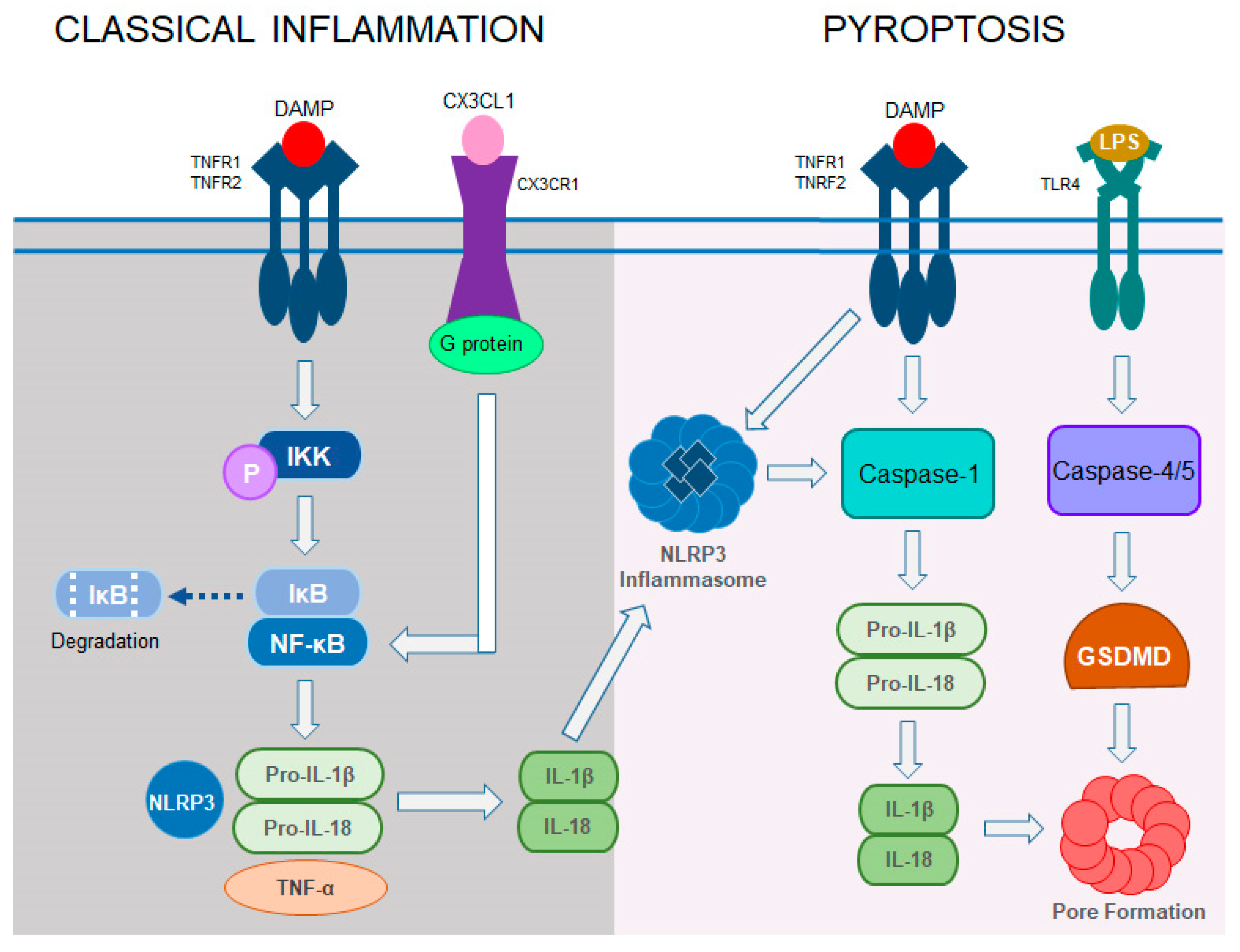 Cells 14 00049 g004 Cells 14 00049 g004