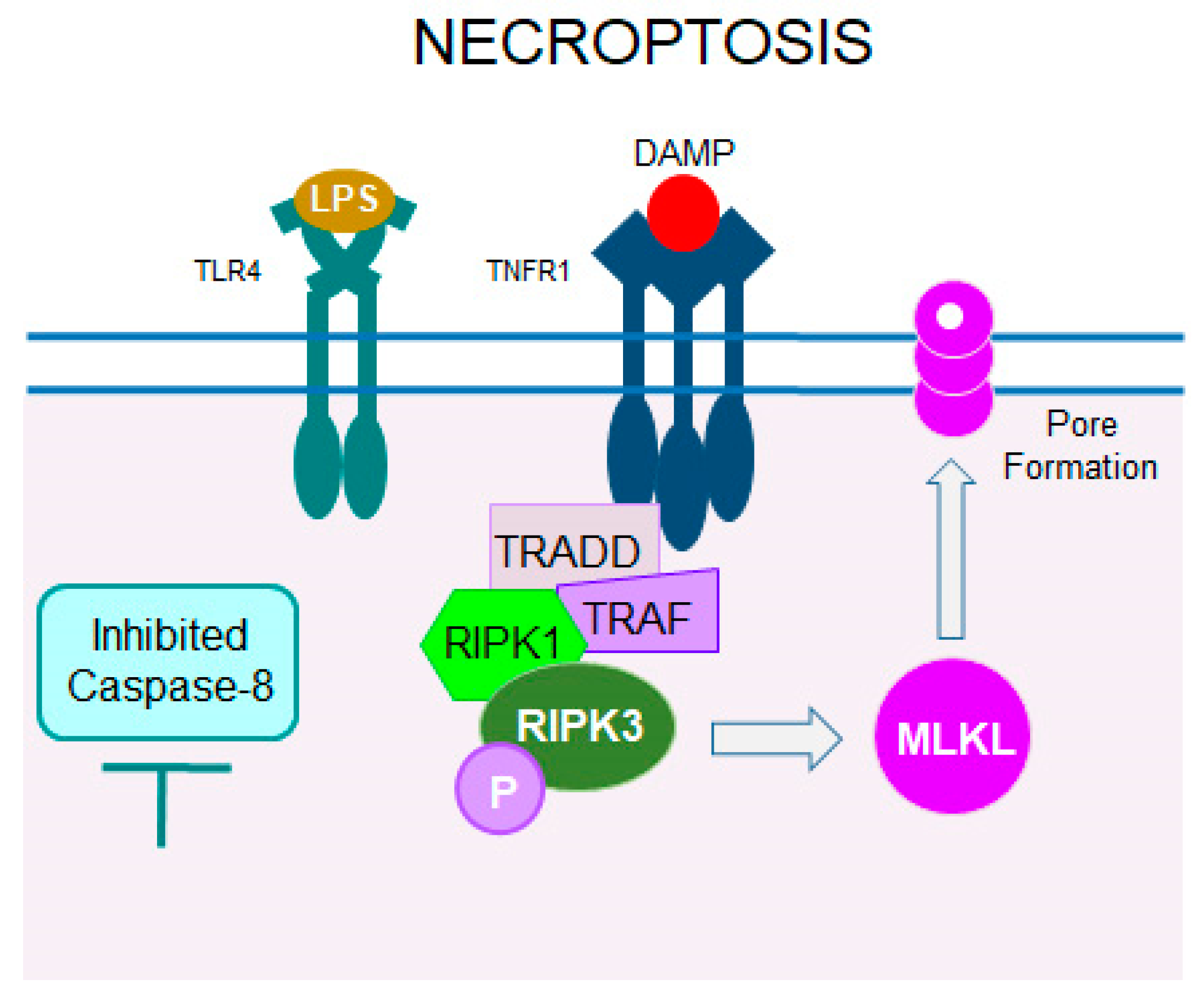 Cells 14 00049 g006 Cells 14 00049 g006