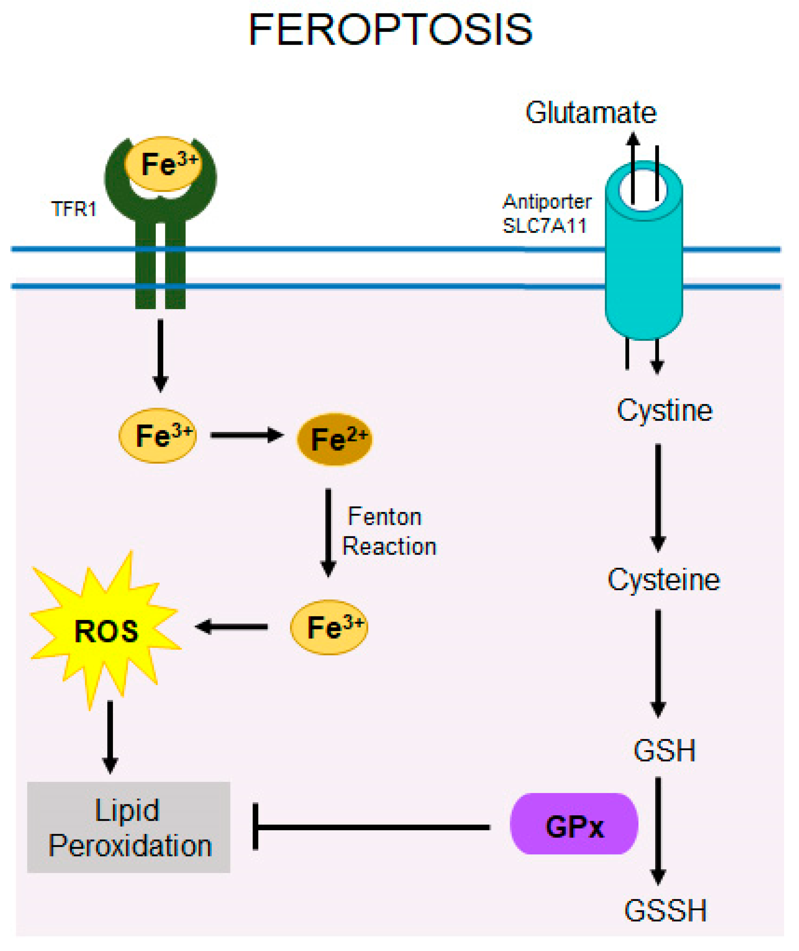 Cells 14 00049 g007 Cells 14 00049 g007