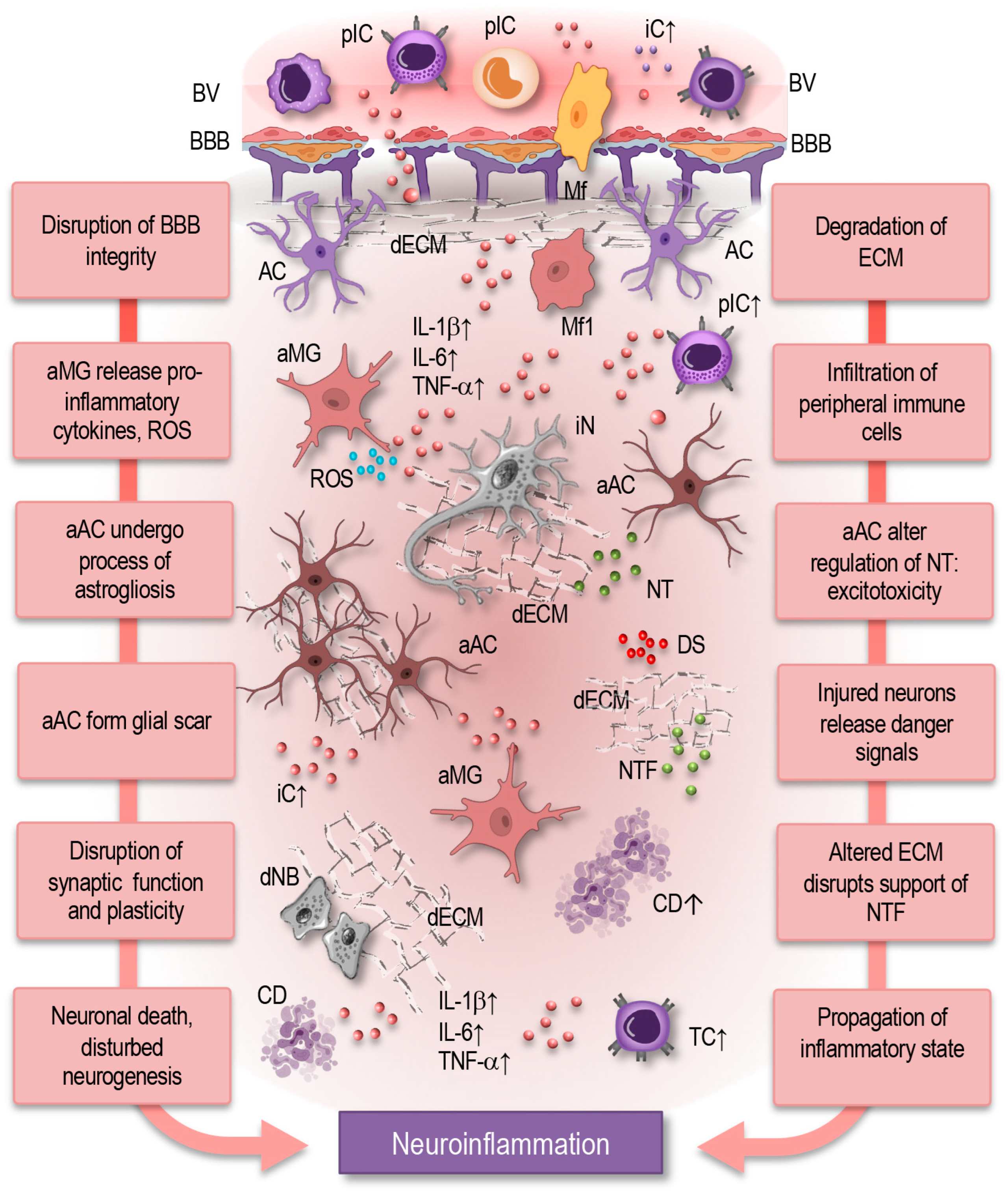 Cells 14 00054 g005 Cells 14 00054 g005