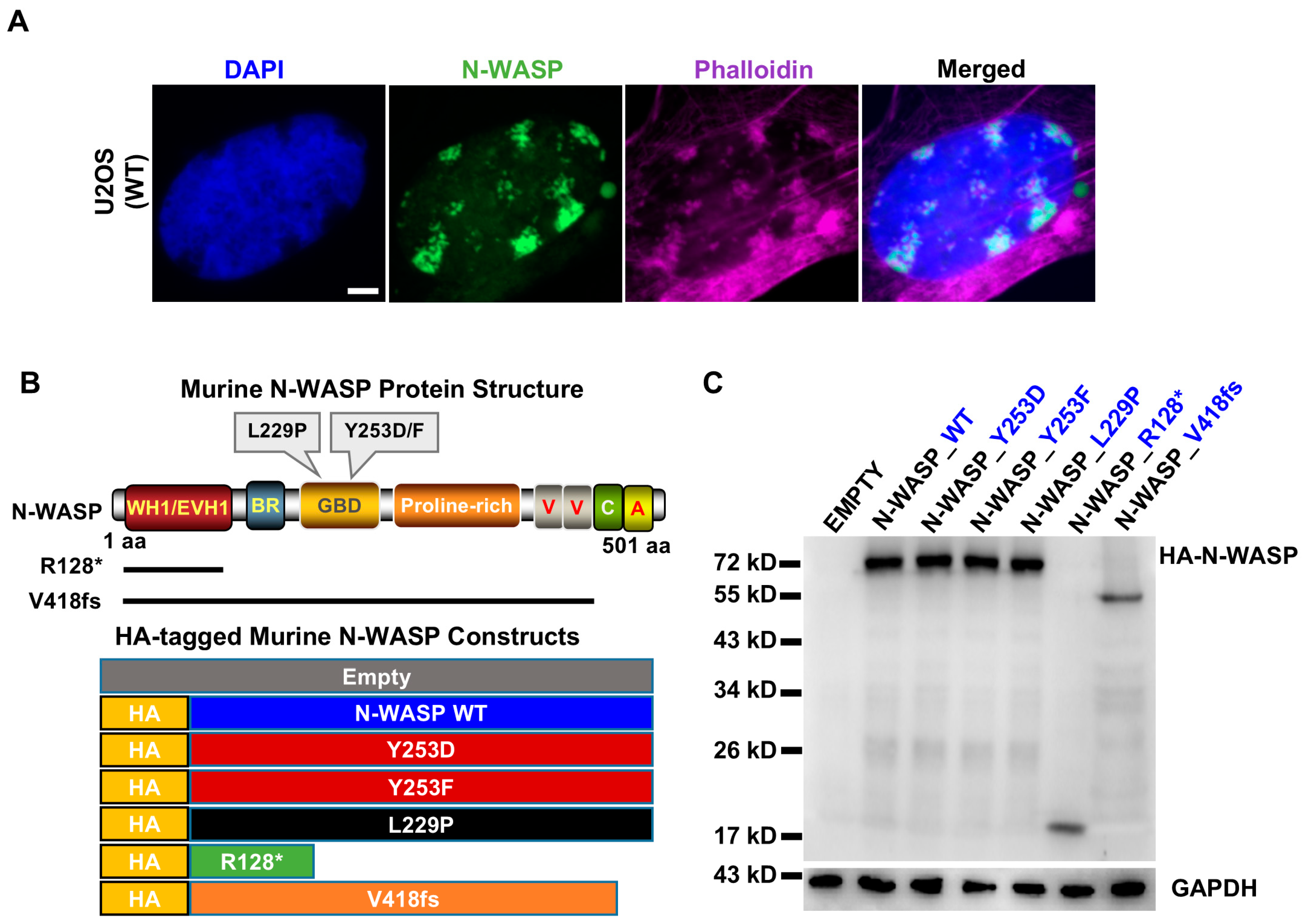 Cells 14 00059 g001 Cells 14 00059 g001