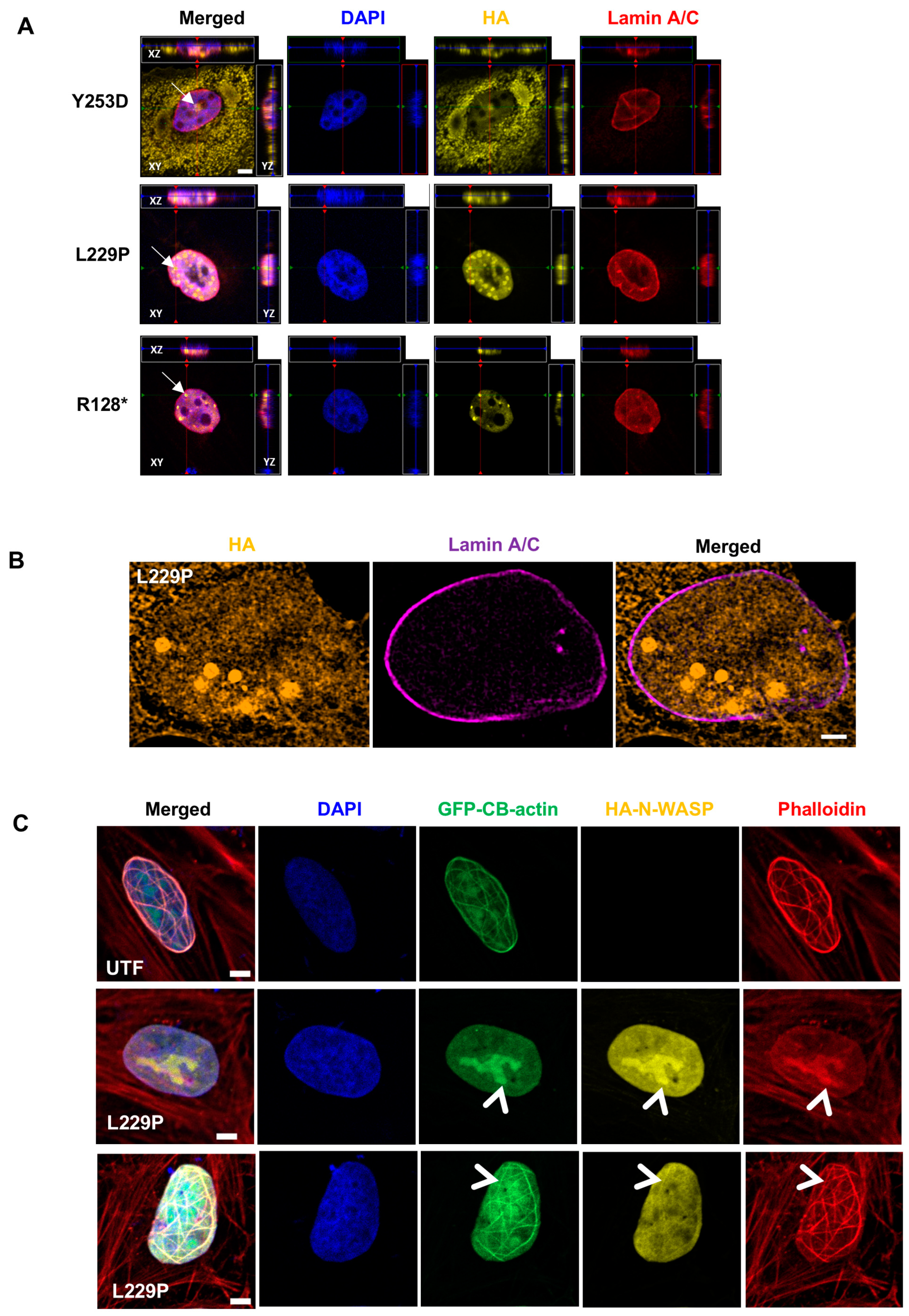 Cells 14 00059 g003 Cells 14 00059 g003