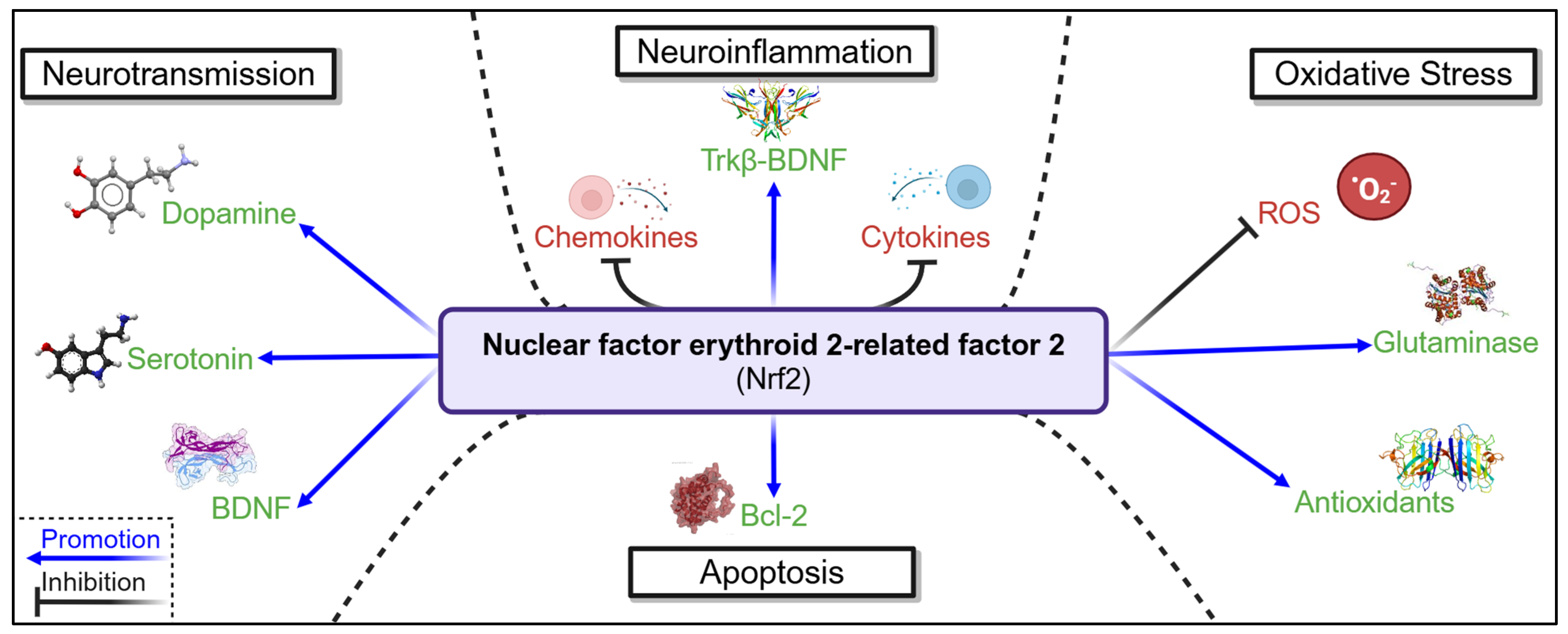 Cells 14 00074 g005 Cells 14 00074 g005