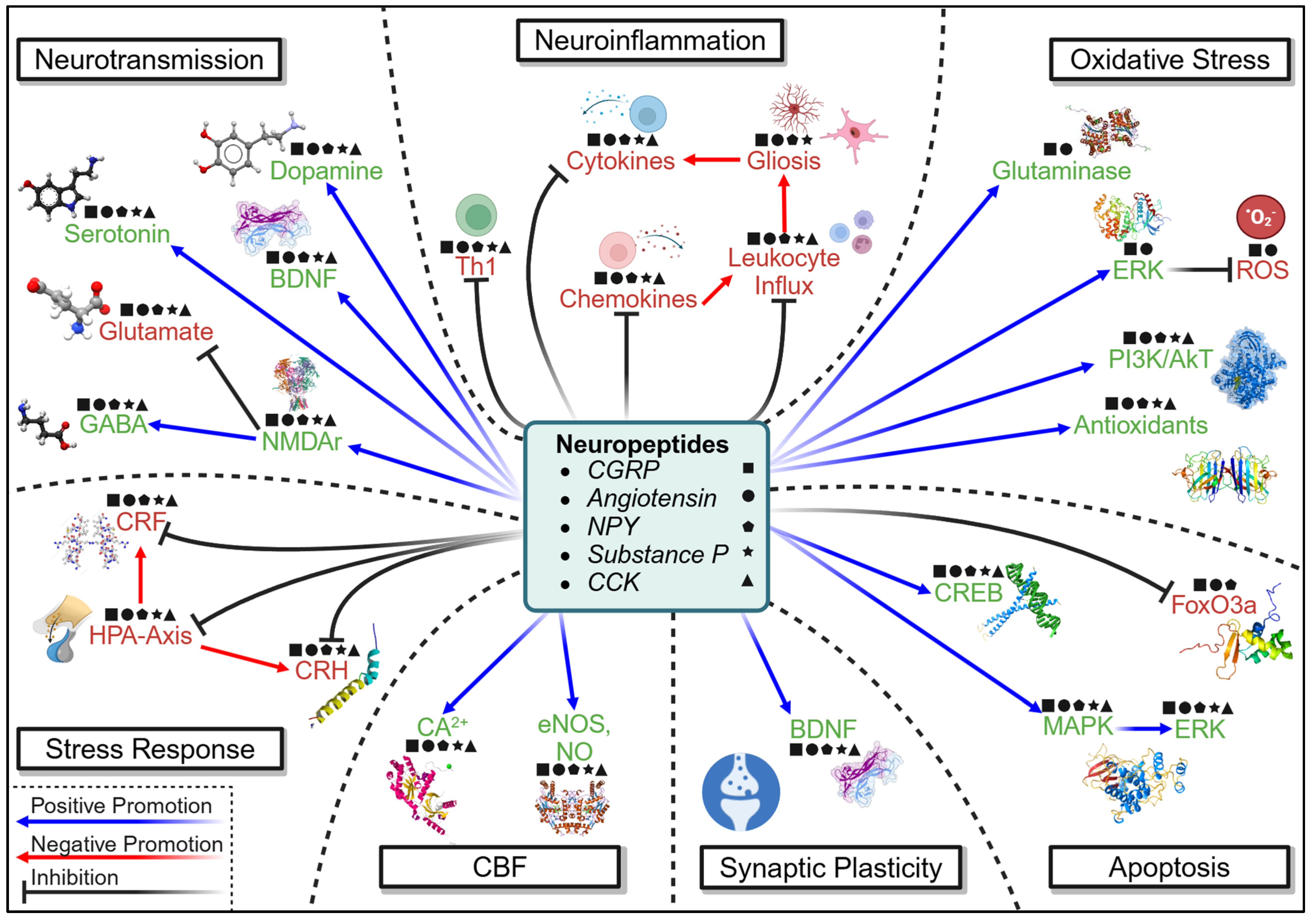 Cells 14 00074 g006 Cells 14 00074 g006