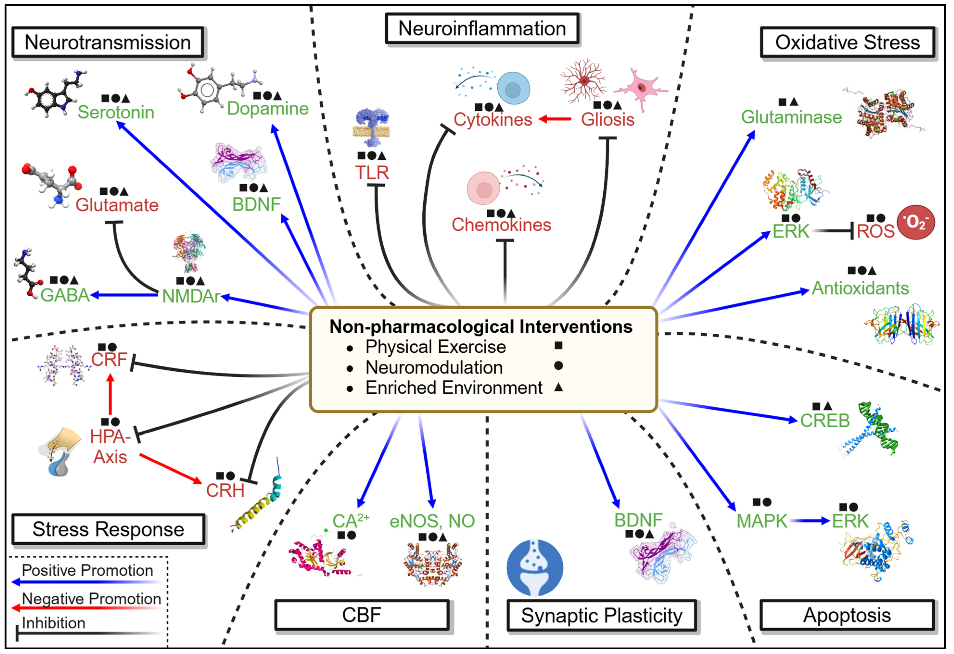 Cells 14 00074 g007 Cells 14 00074 g007