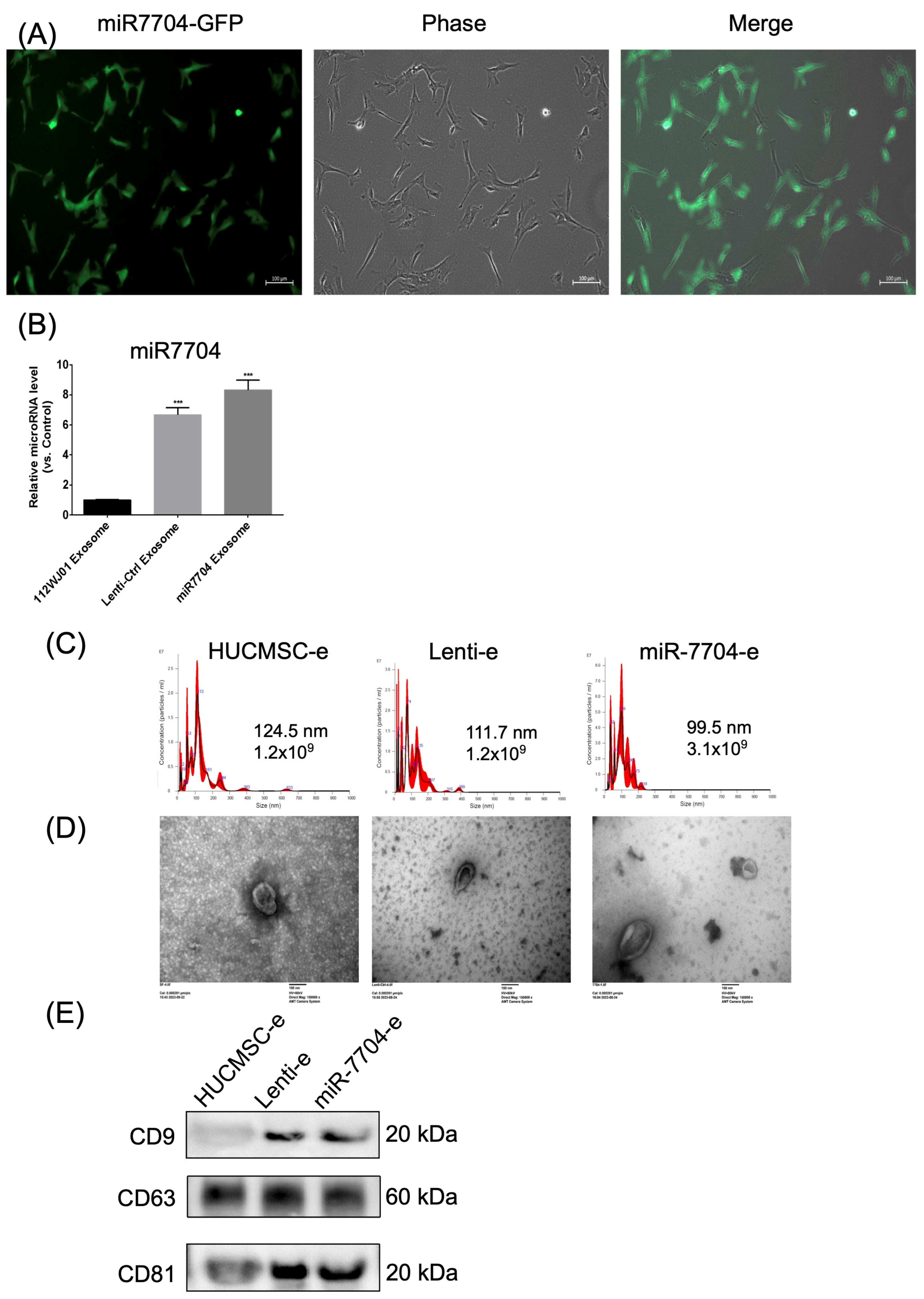 Cells 14 00082 g002 Cells 14 00082 g002