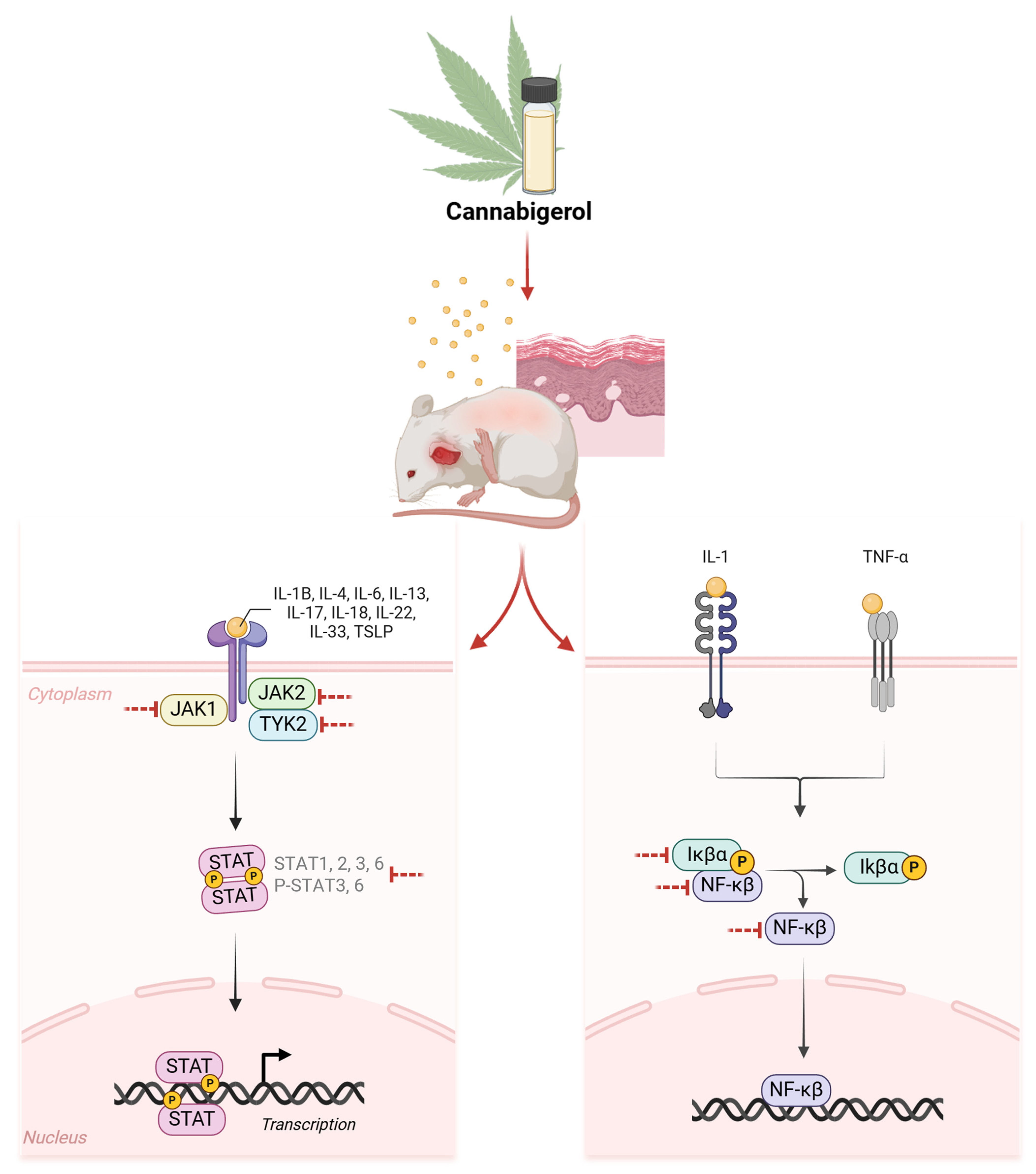 Cells 14 00083 g006 Cells 14 00083 g006