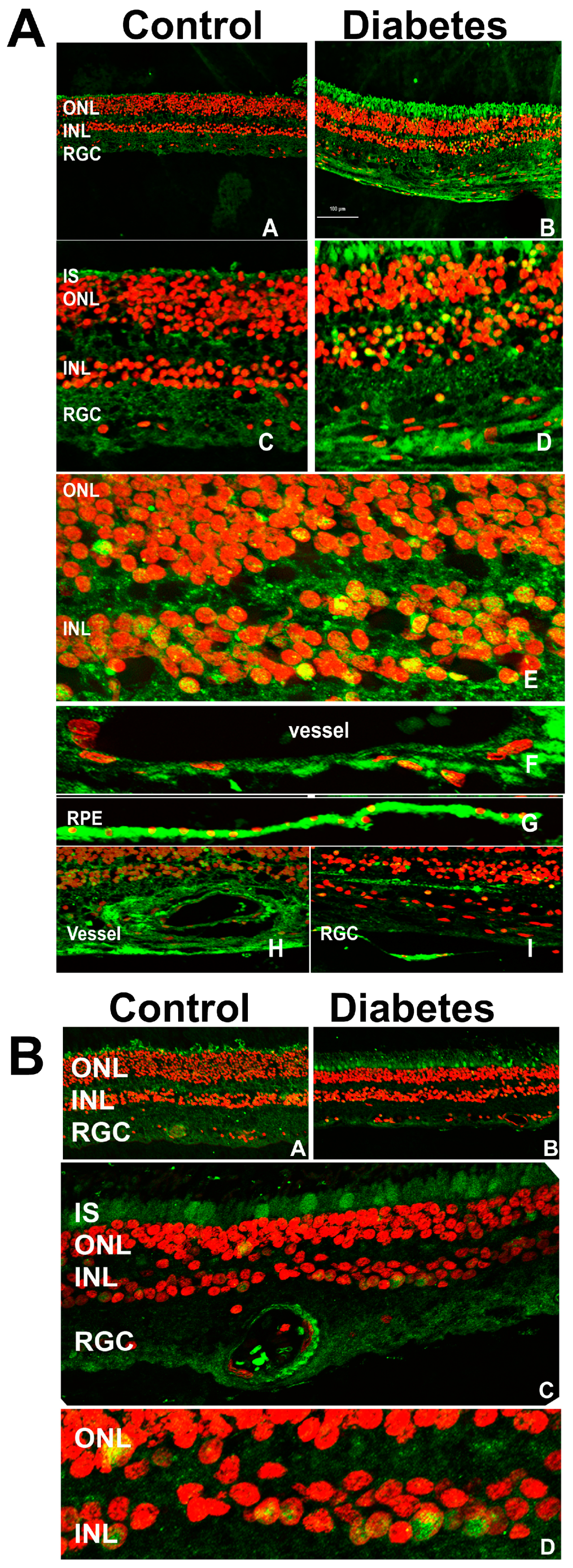 Cells 14 00107 g001 Cells 14 00107 g001