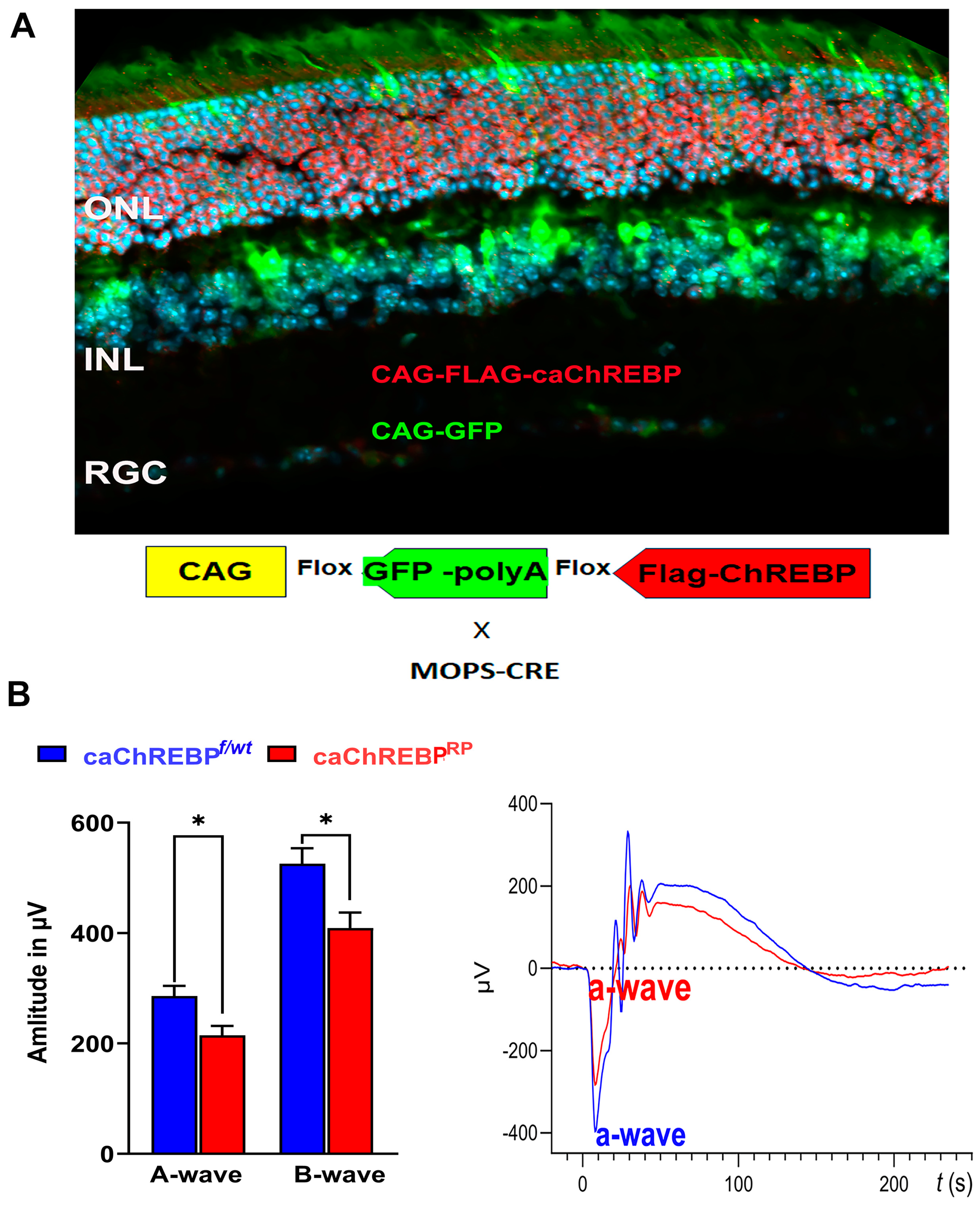 Cells 14 00107 g003 Cells 14 00107 g003
