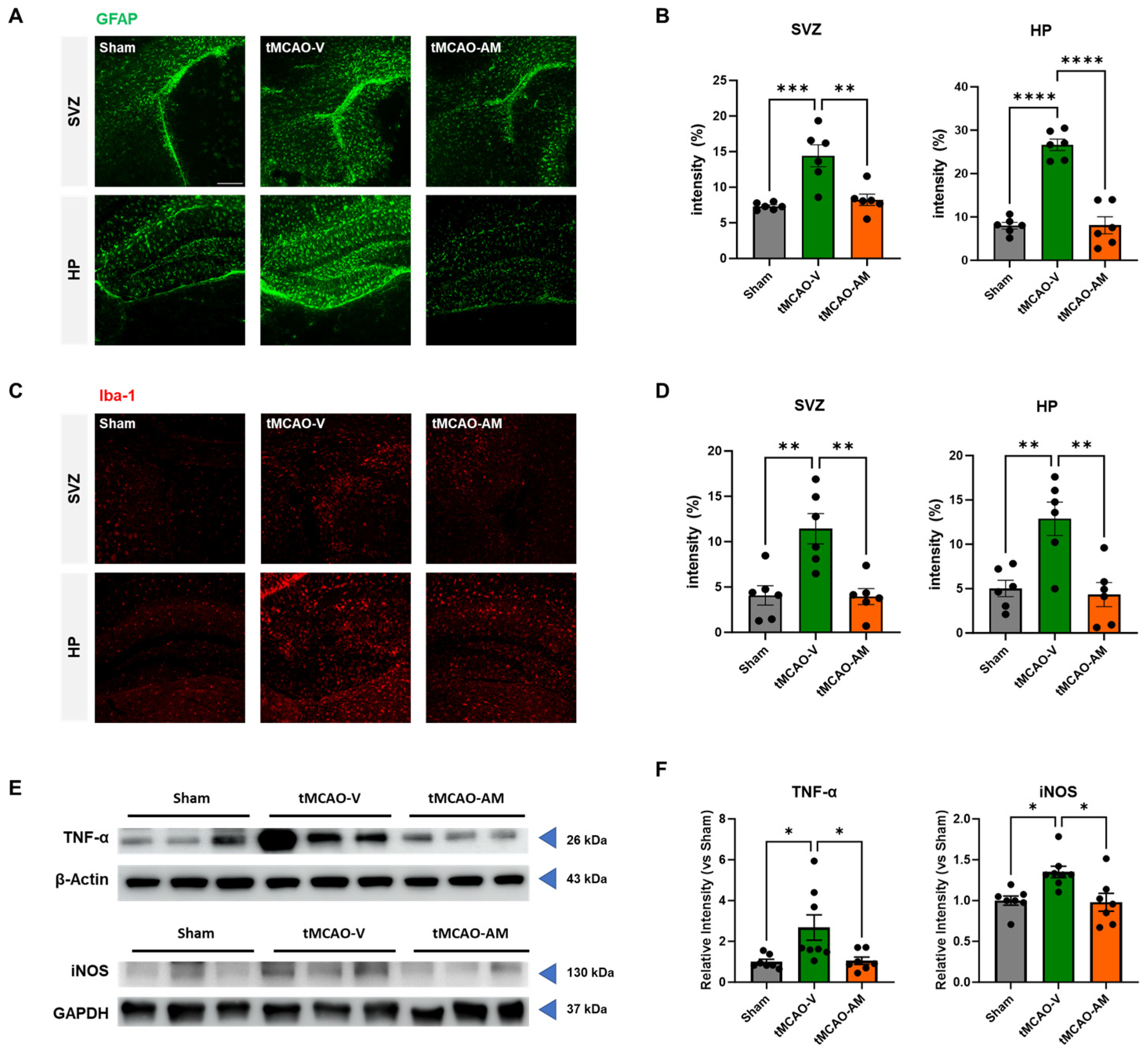 Cells 14 00117 g004 Cells 14 00117 g004