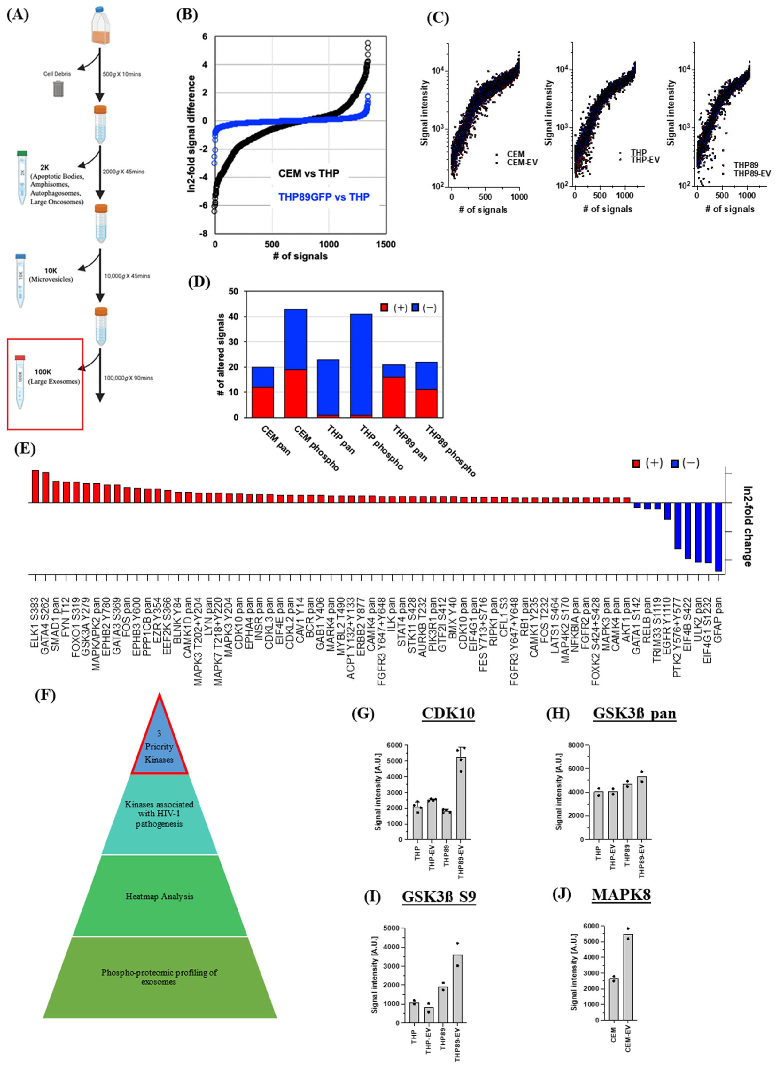 Cells 14 00119 g001 Cells 14 00119 g001