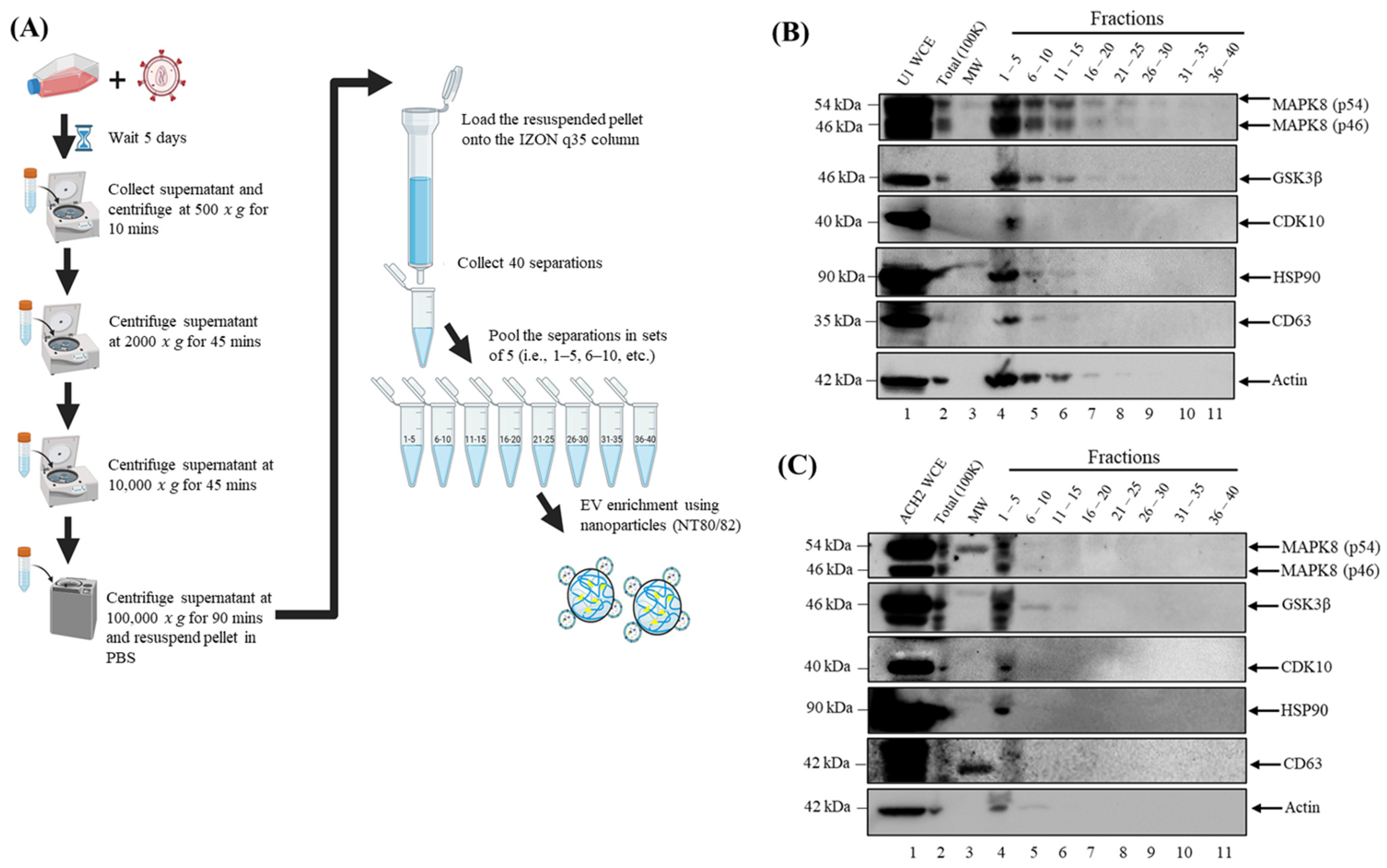 Cells 14 00119 g003 Cells 14 00119 g003