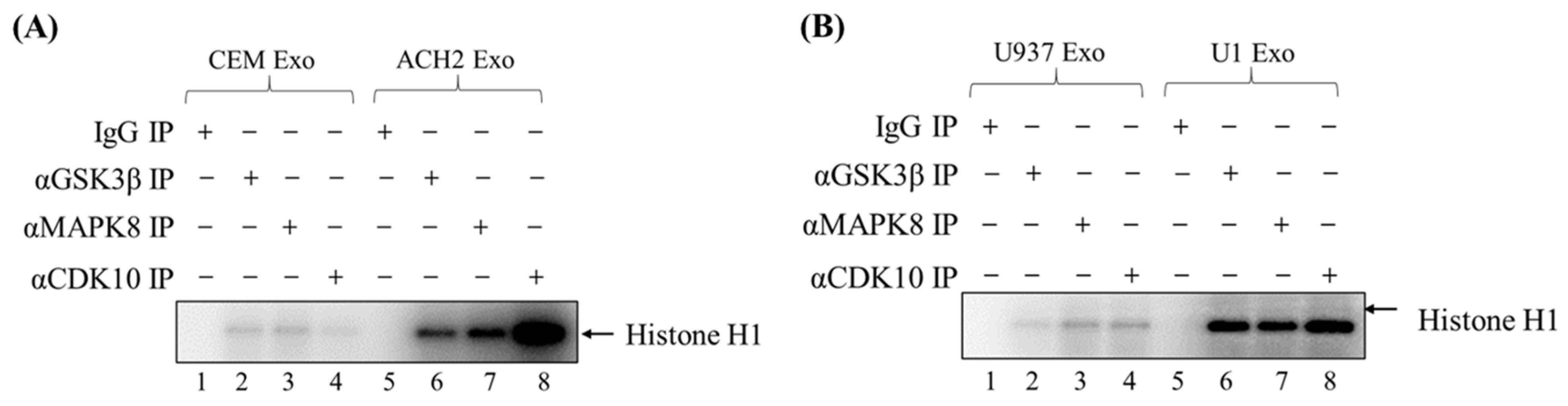 Cells 14 00119 g004 Cells 14 00119 g004