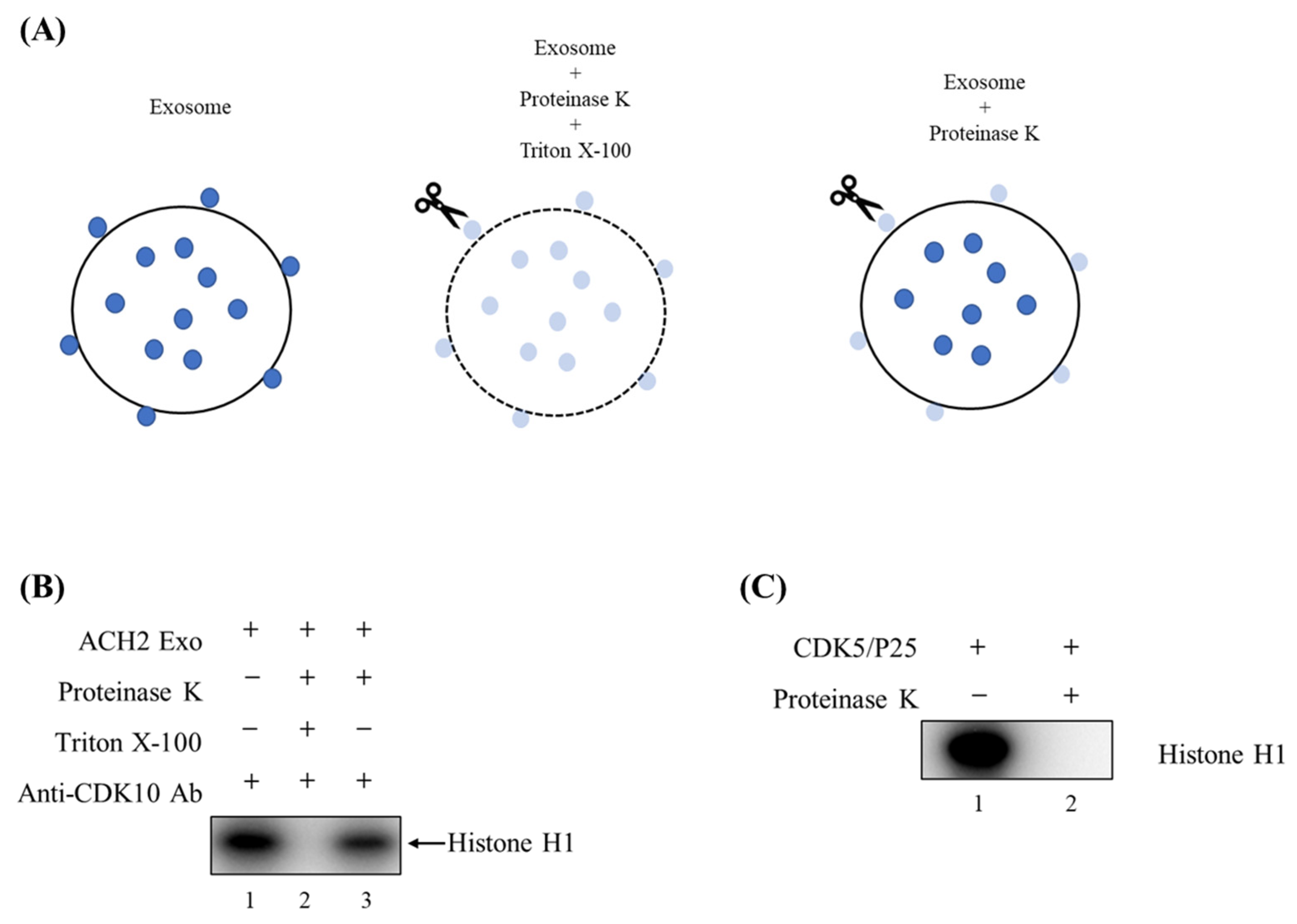 Cells 14 00119 g005 Cells 14 00119 g005