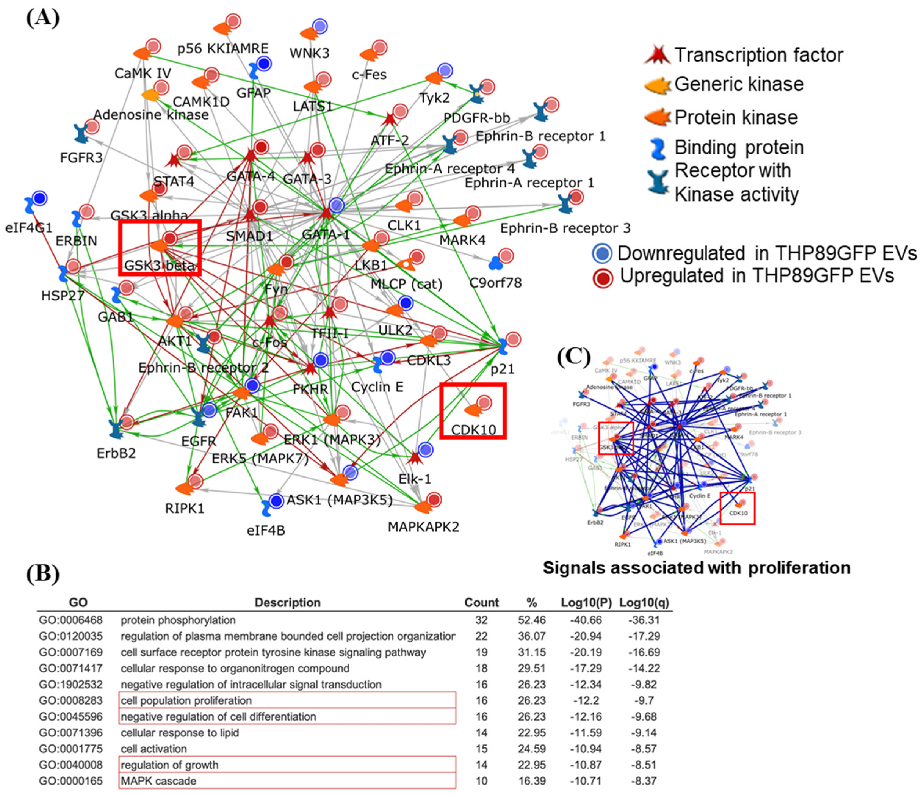 Cells 14 00119 g006 Cells 14 00119 g006
