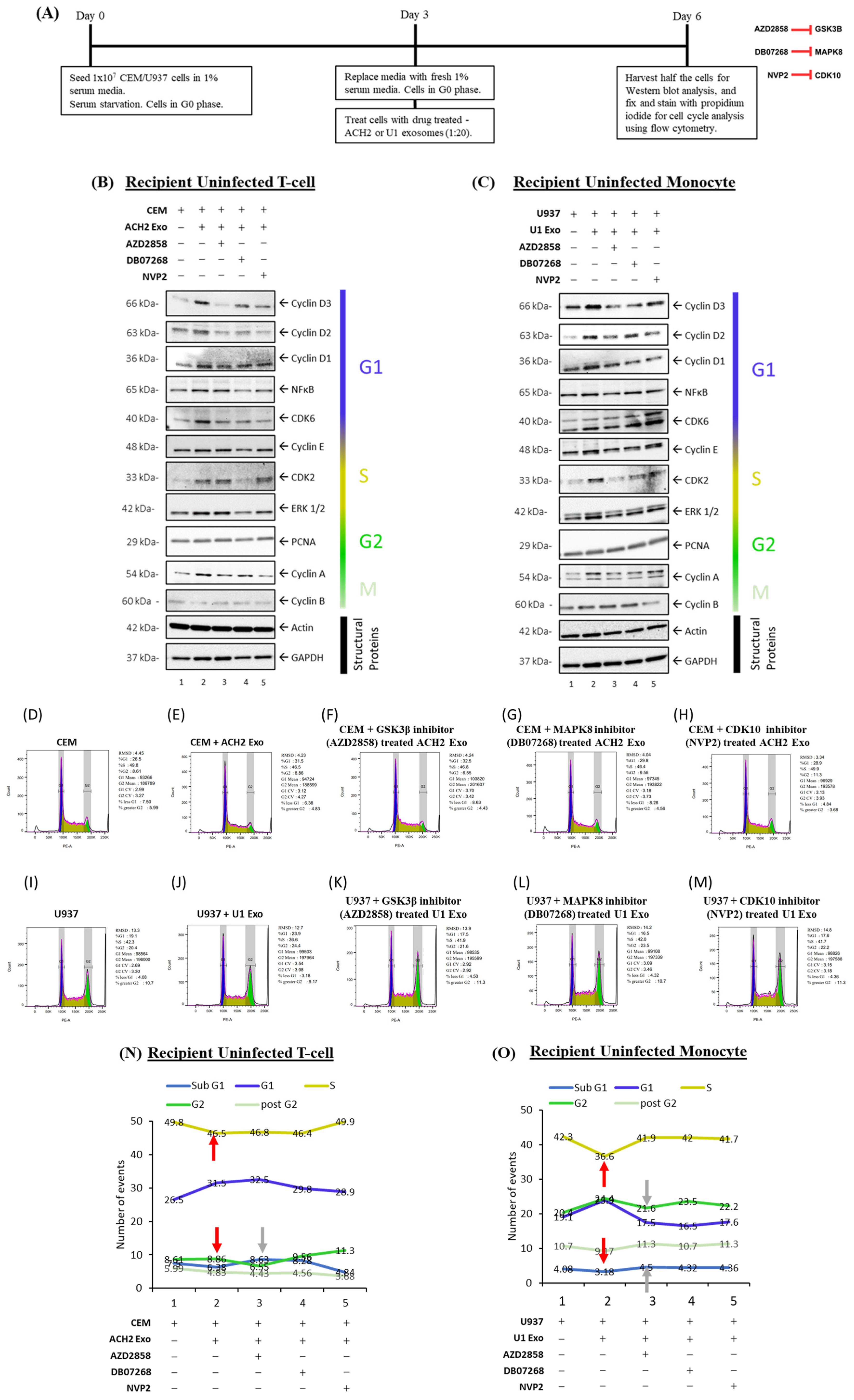 Cells 14 00119 g008 Cells 14 00119 g008