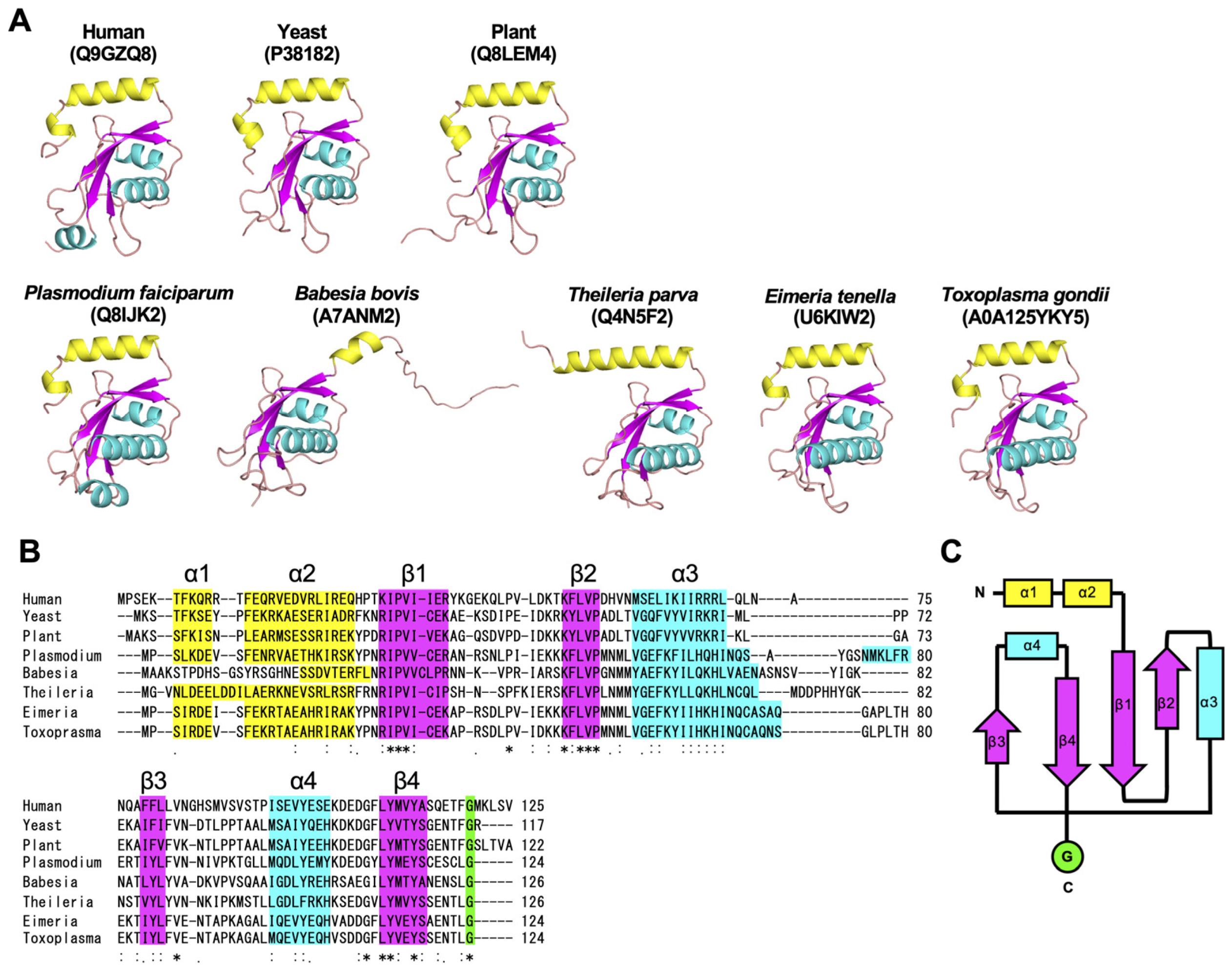 Cells 14 00121 g003 Cells 14 00121 g003