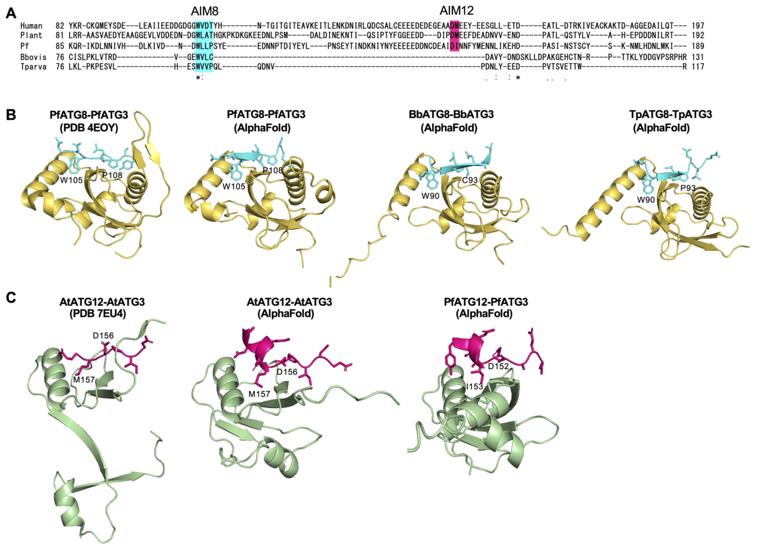 Cells 14 00121 g005 Cells 14 00121 g005