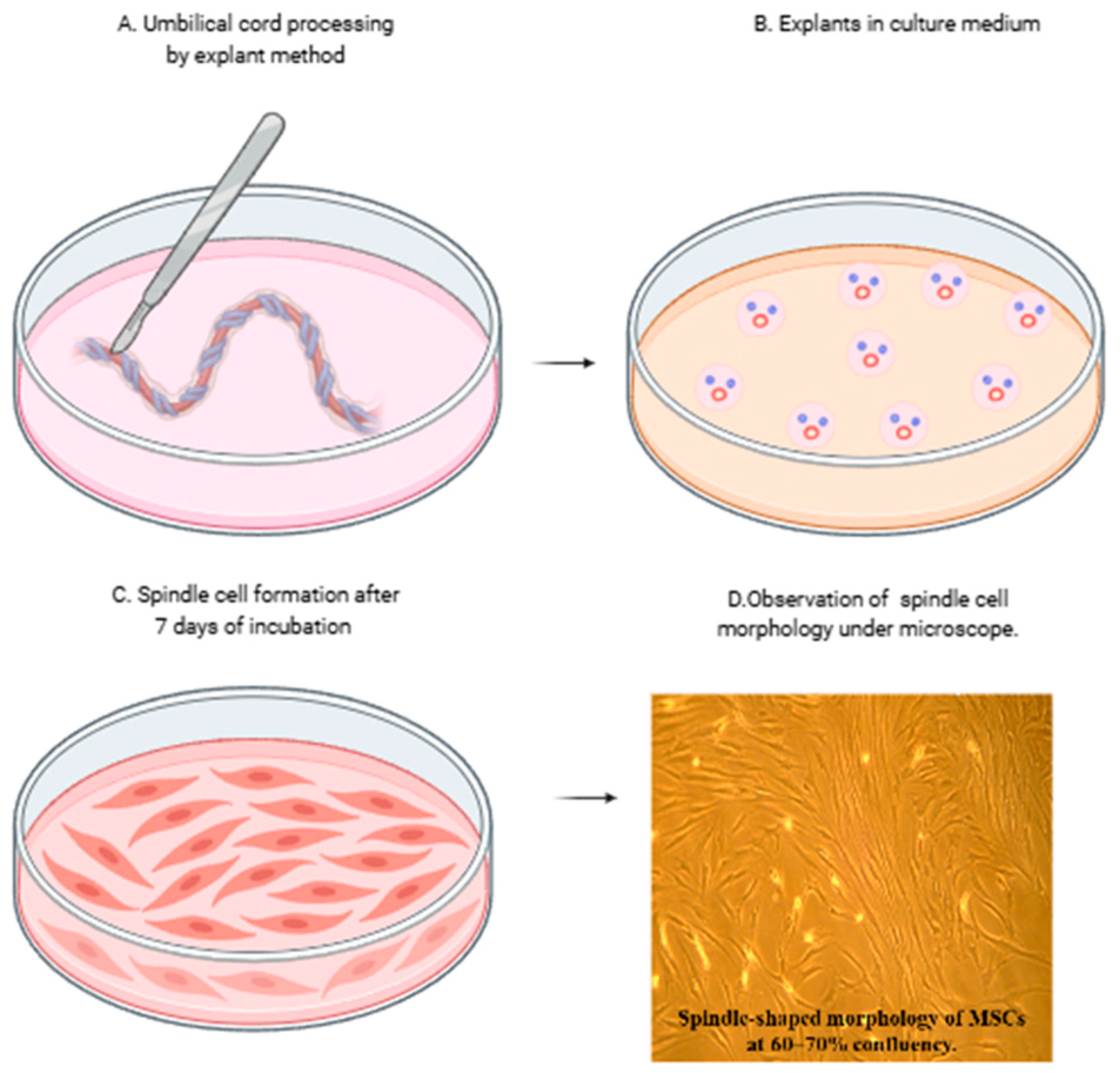 Cells 14 00174 g001
