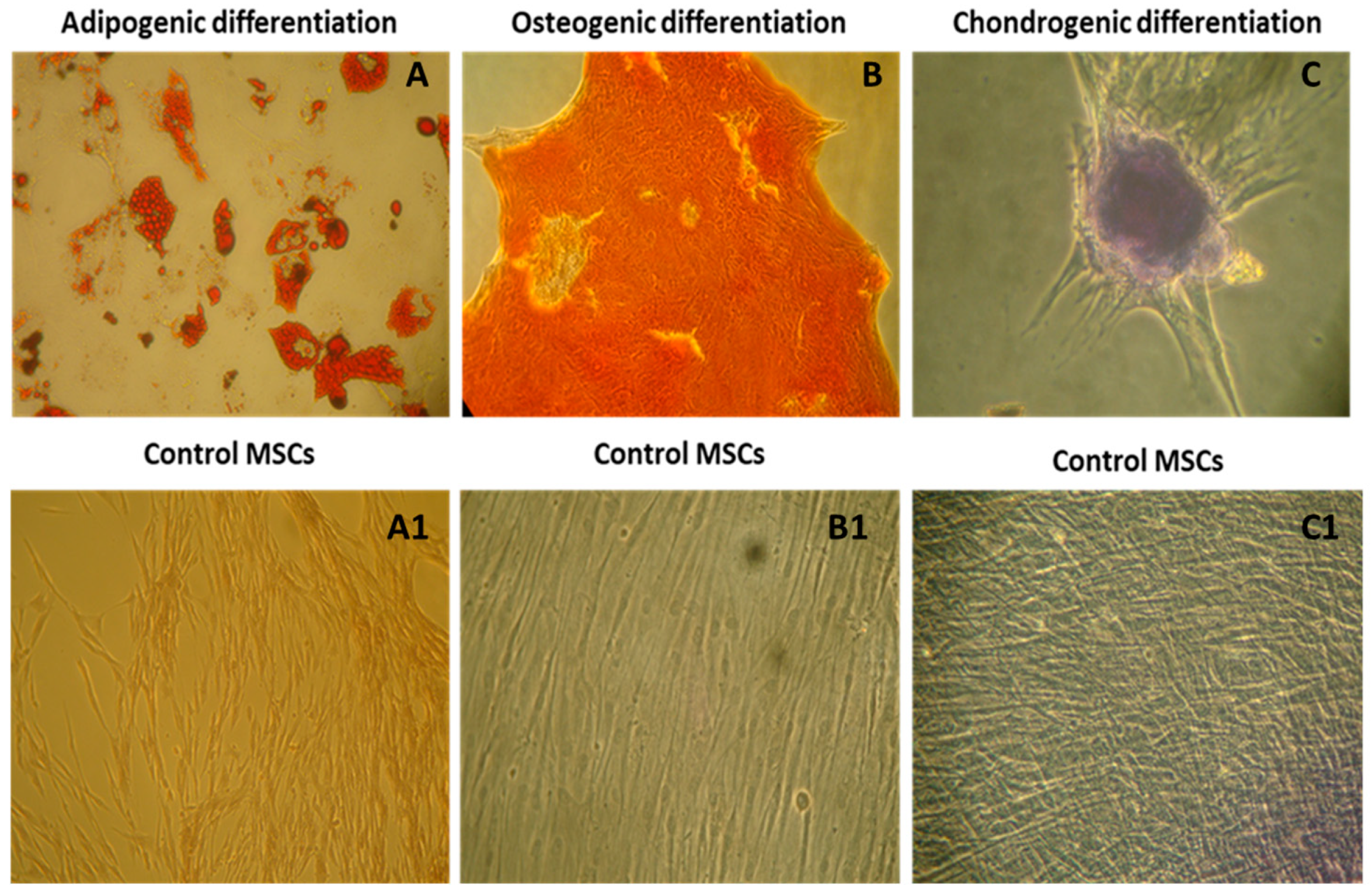 Cells 14 00174 g003