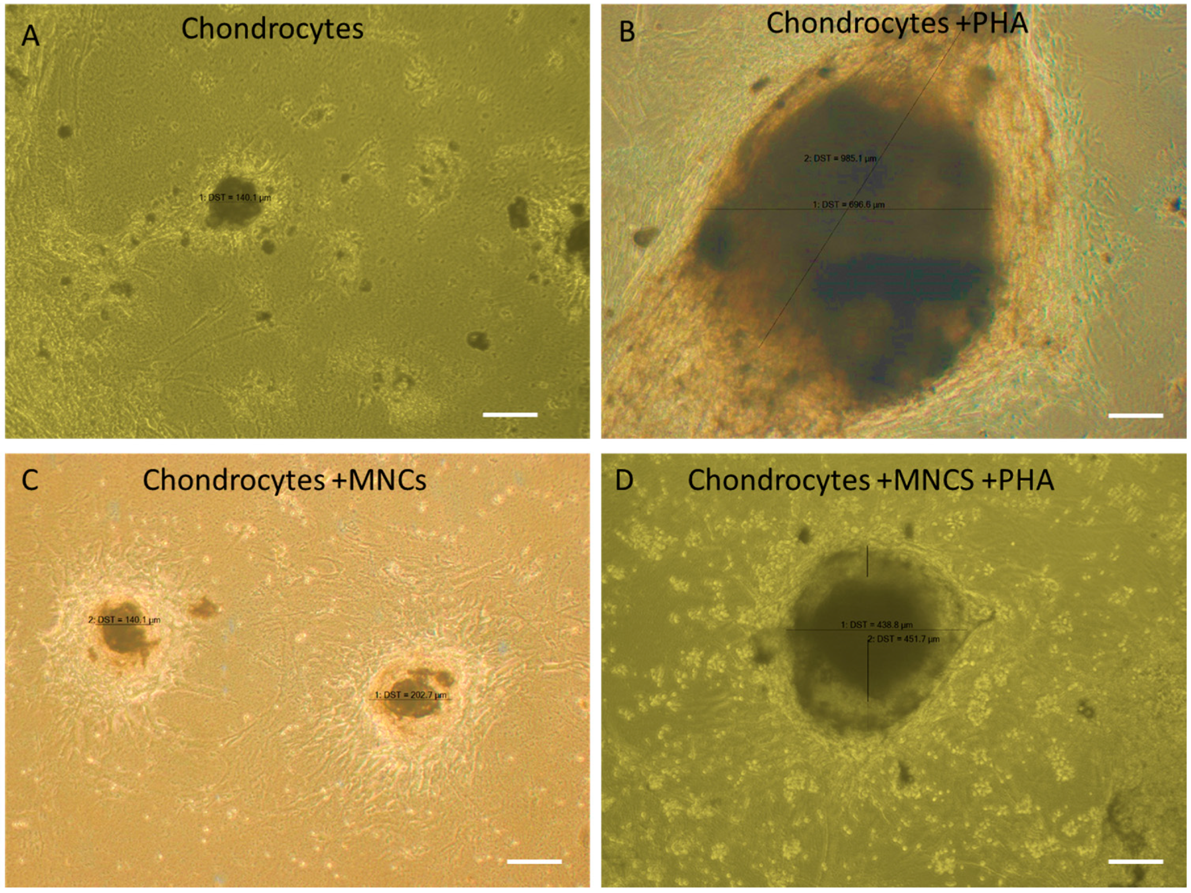 Cells 14 00174 g005