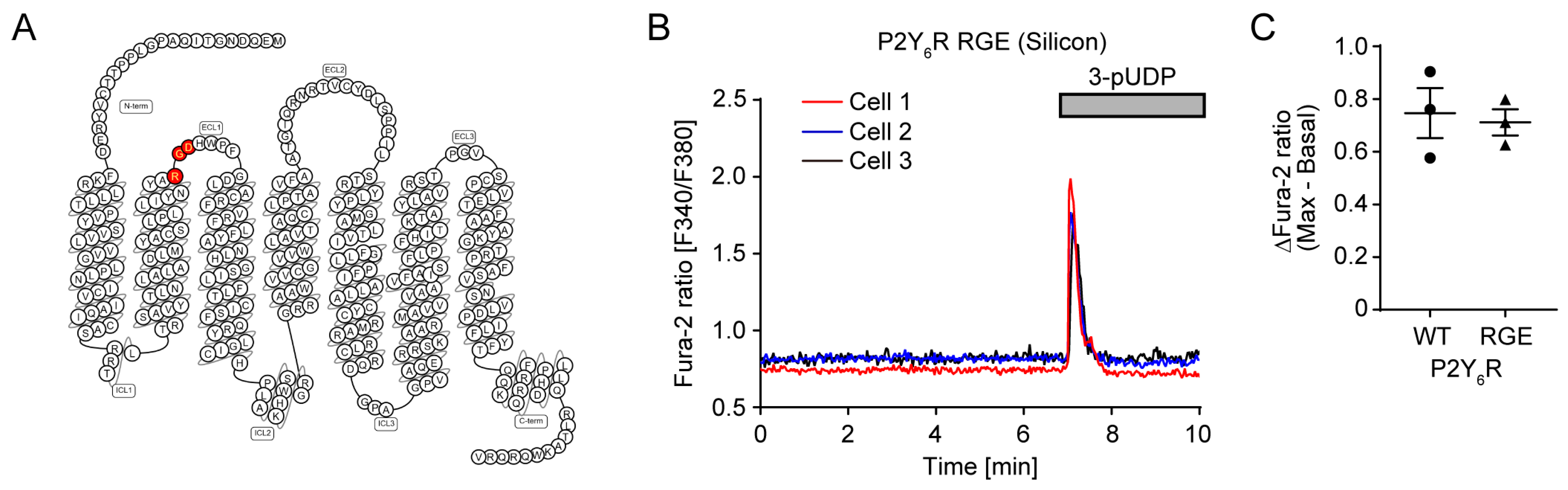 Cells 14 00216 g004 Cells 14 00216 g004