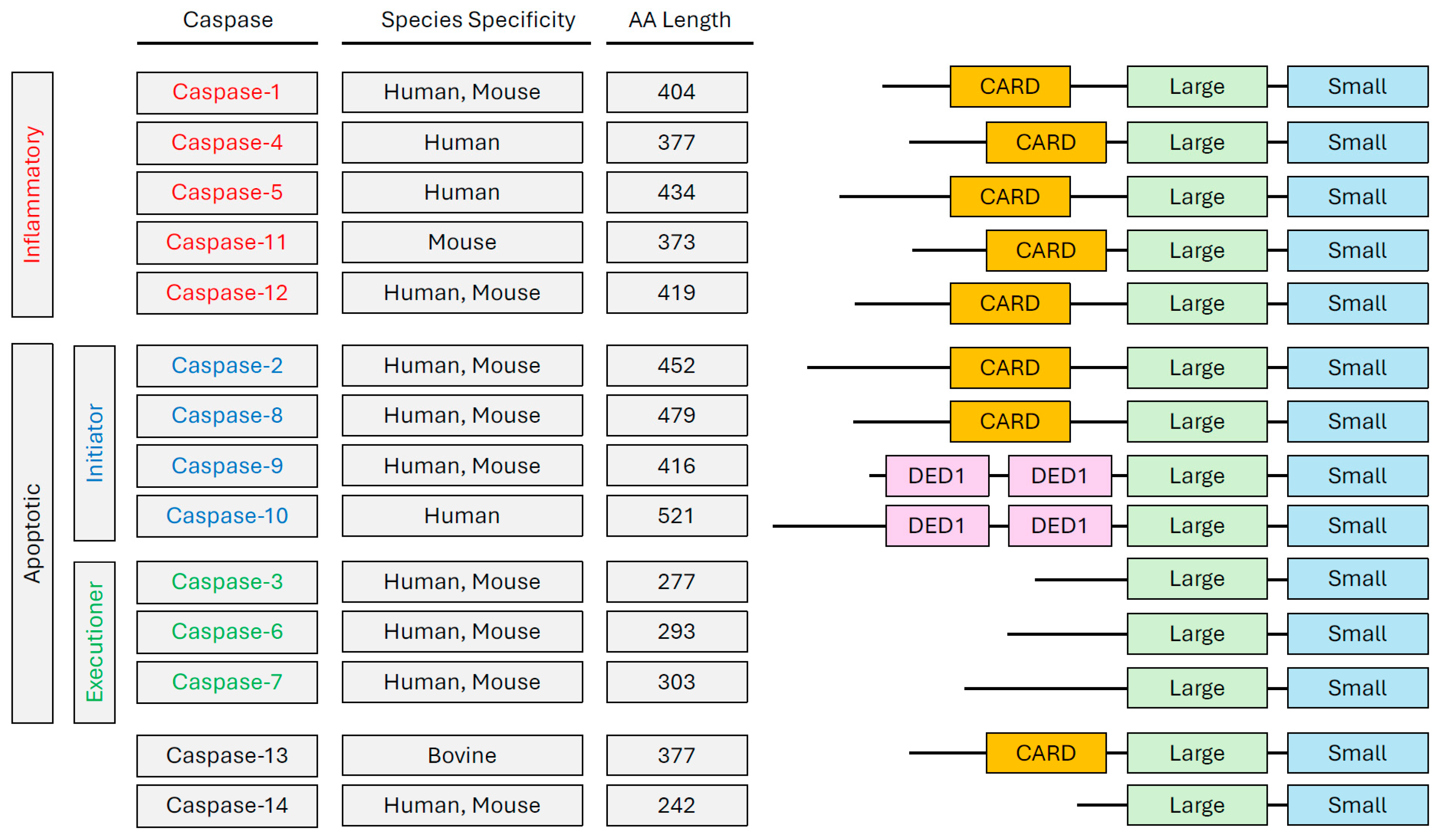 Caspase-8: Arbitrating Life and Death in the Innate Immune System | MDPI