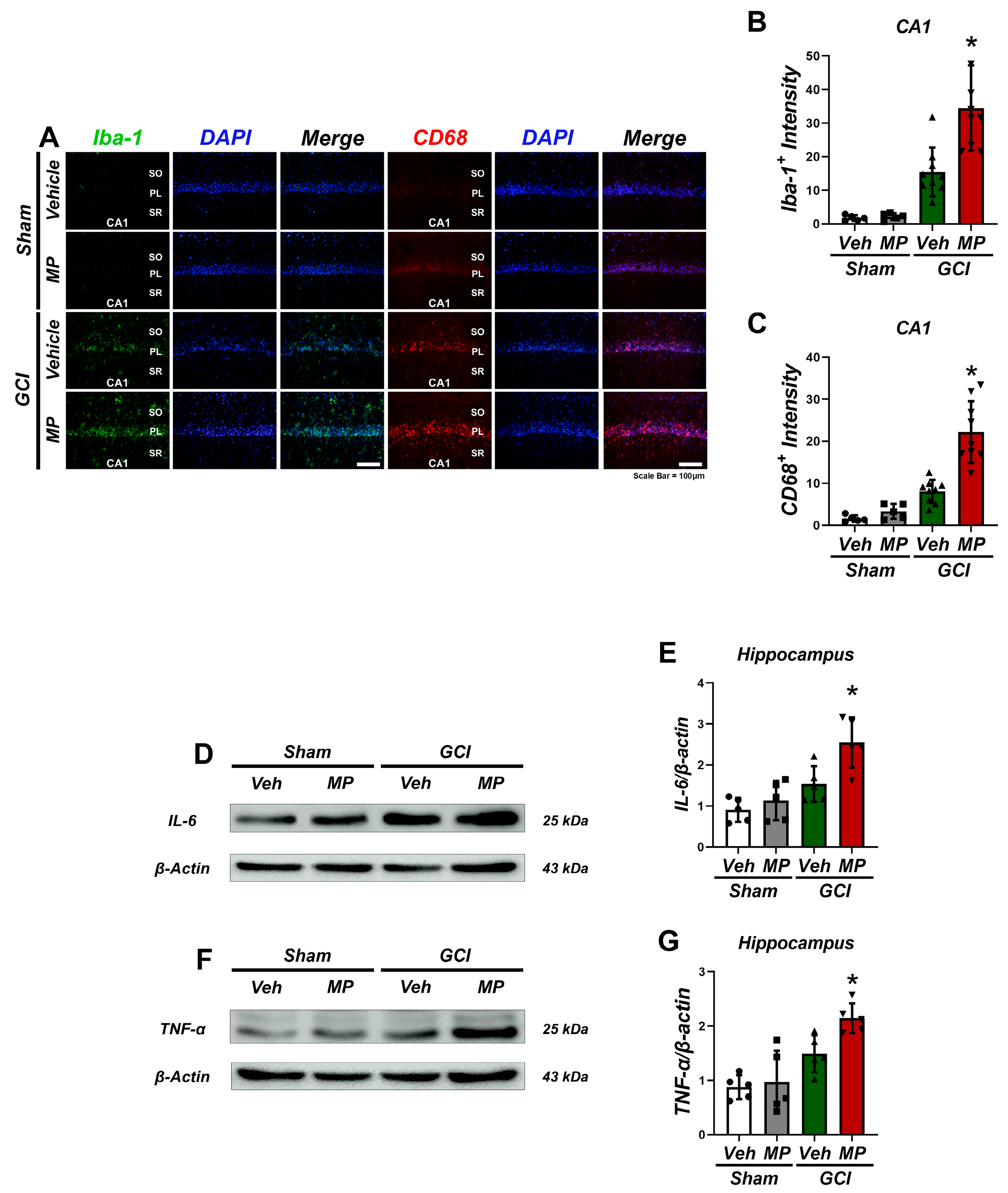 Cells 14 00241 g002 Cells 14 00241 g002