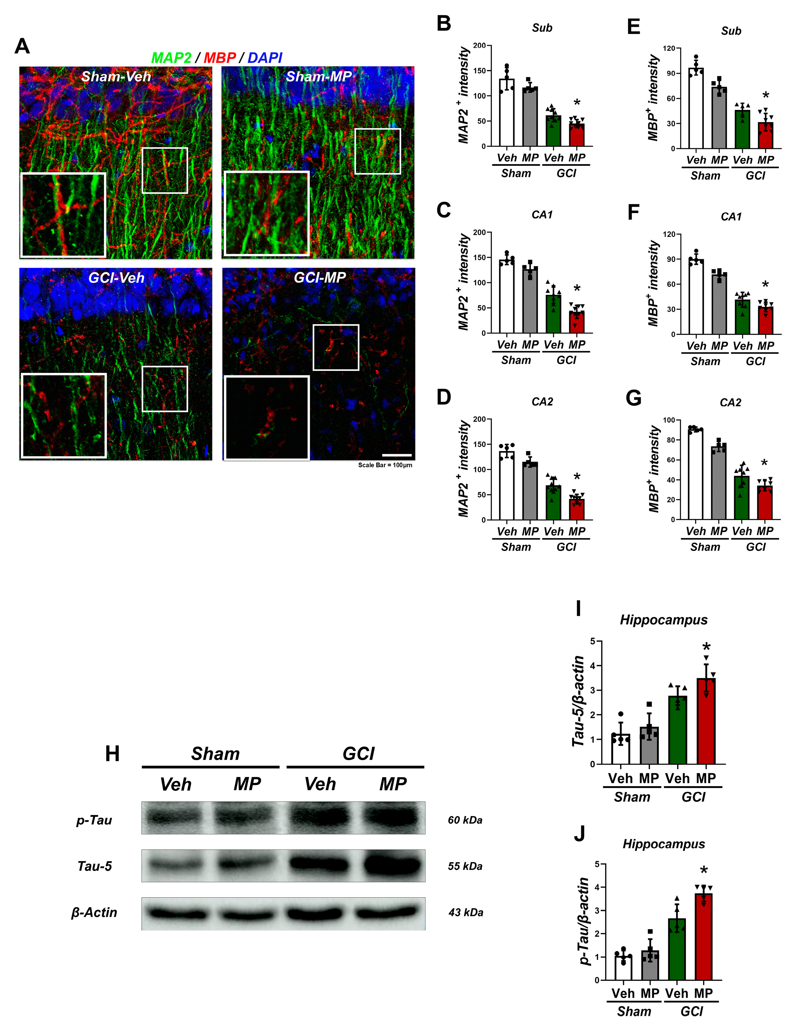 Cells 14 00241 g003 Cells 14 00241 g003