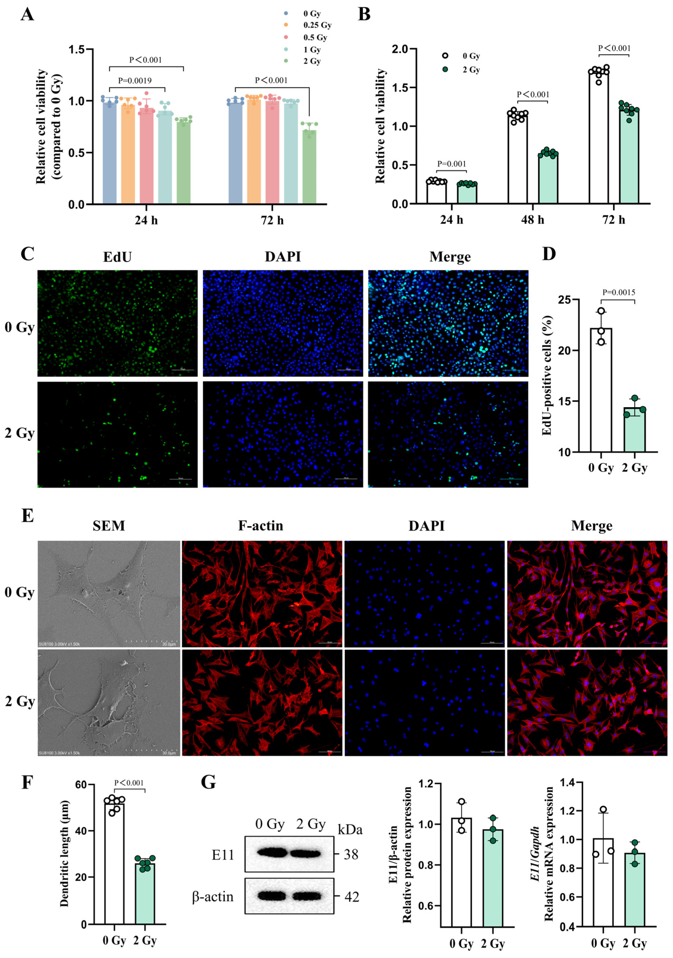 Cells 14 00249 g002 Cells 14 00249 g002
