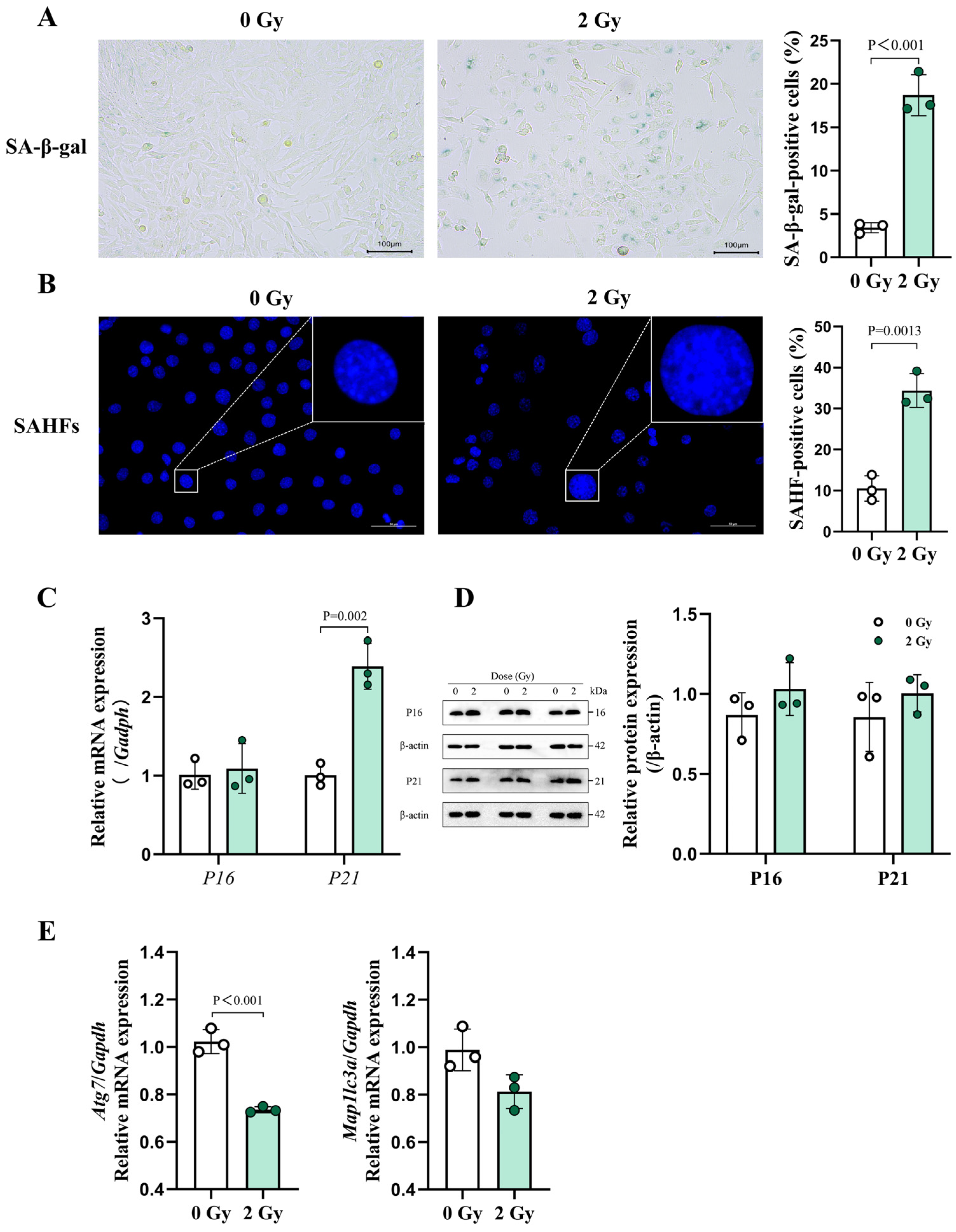 Cells 14 00249 g004 Cells 14 00249 g004