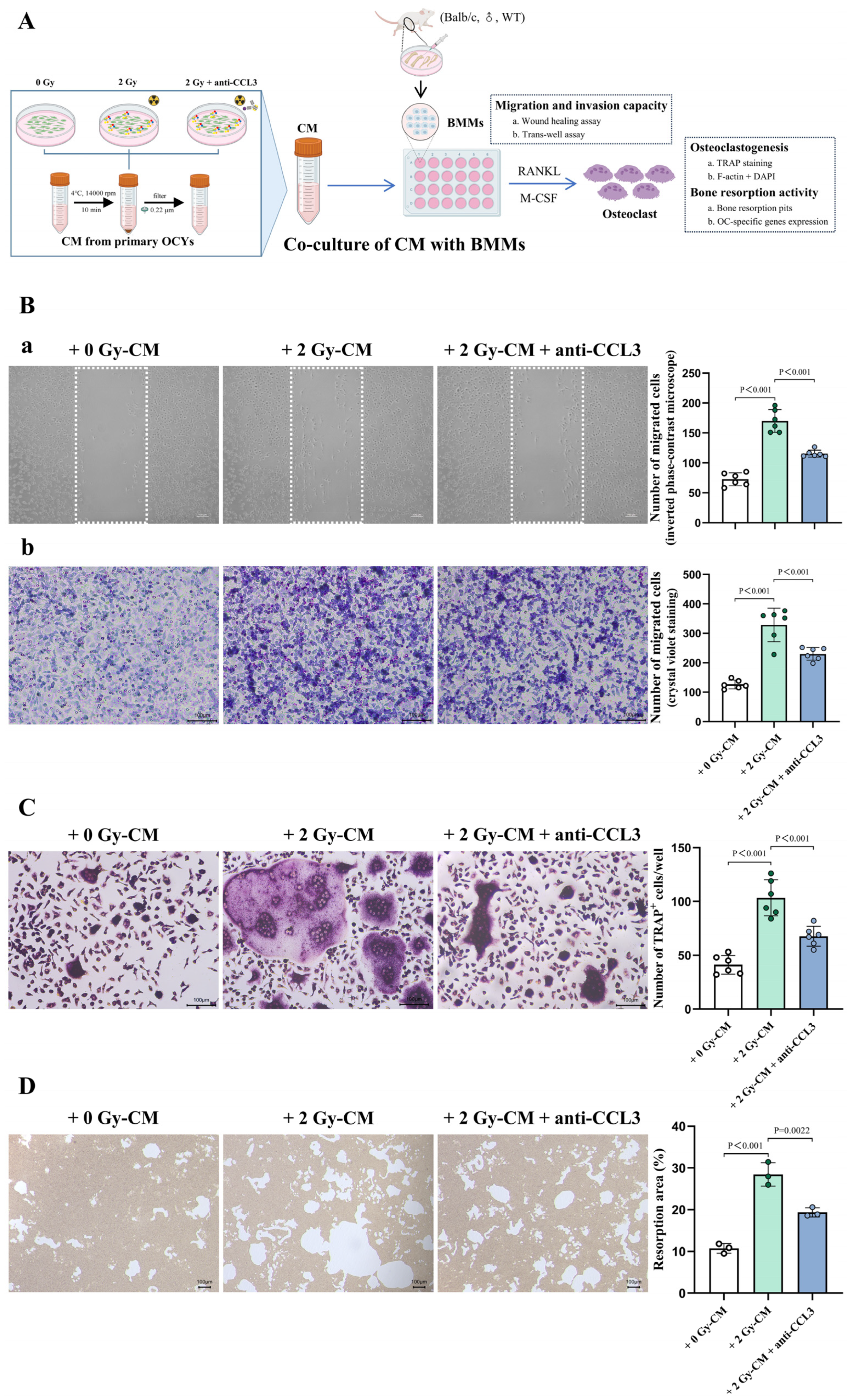 Cells 14 00249 g007 Cells 14 00249 g007