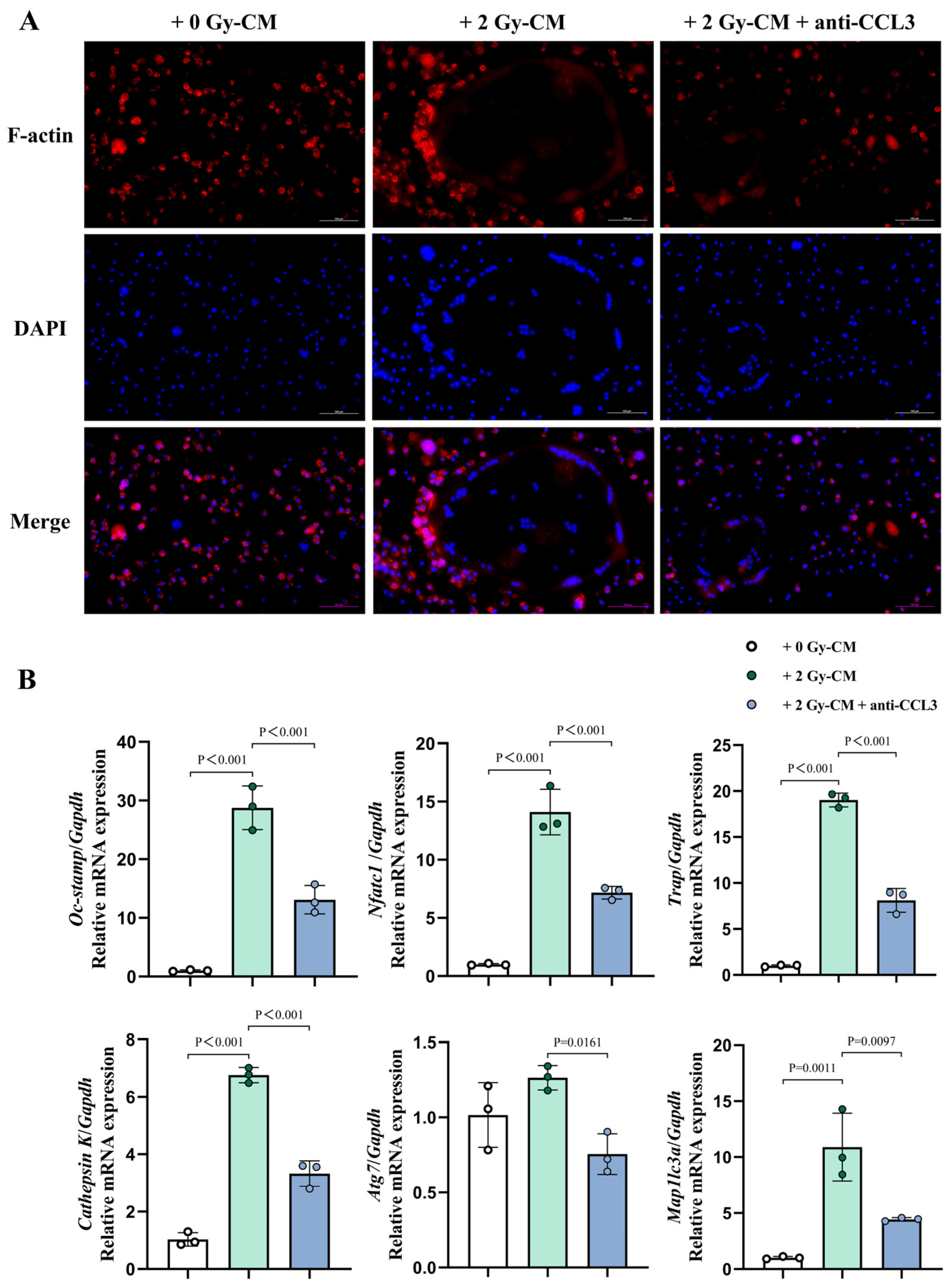 Cells 14 00249 g008 Cells 14 00249 g008