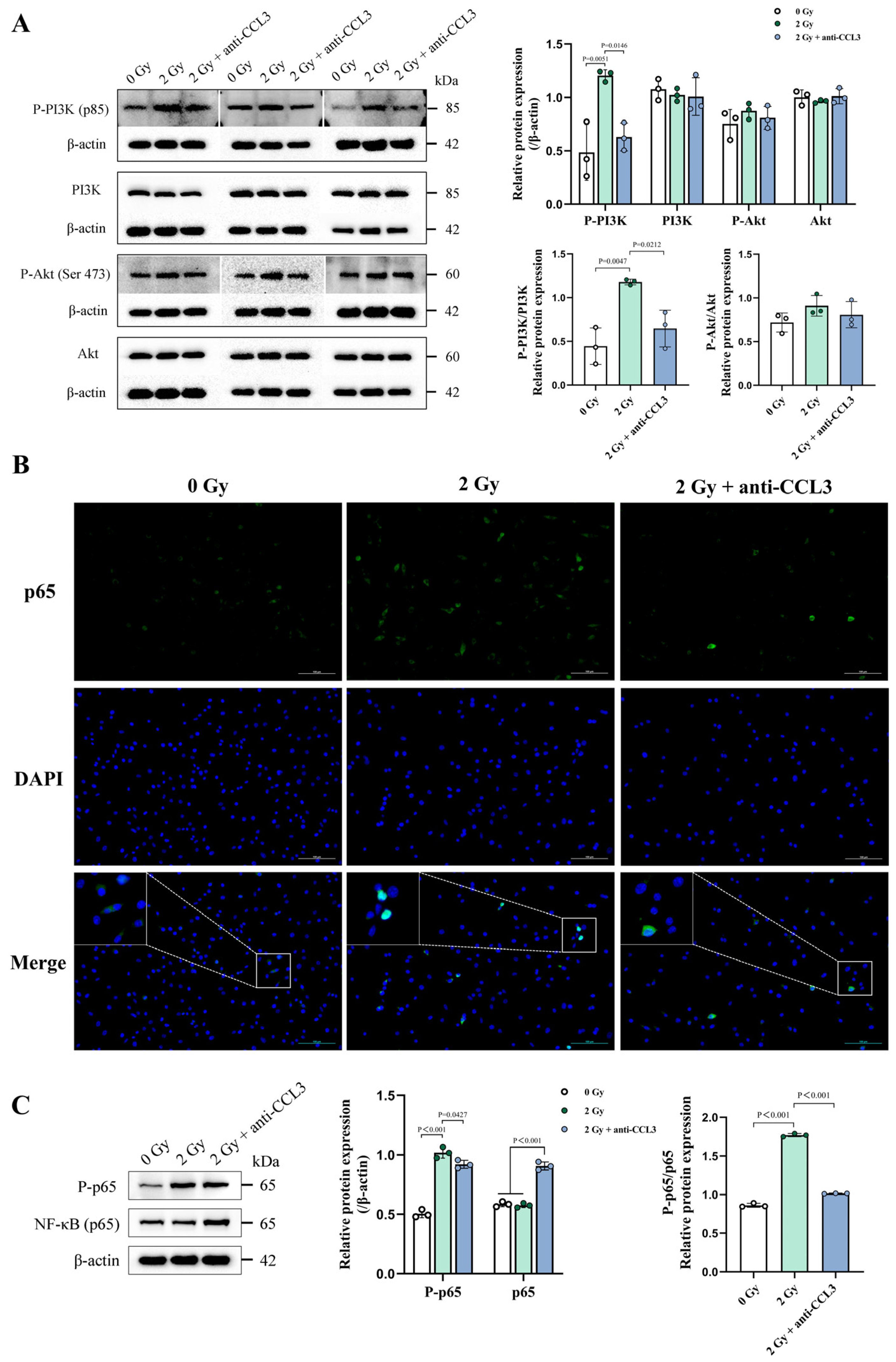 Cells 14 00249 g010 Cells 14 00249 g010