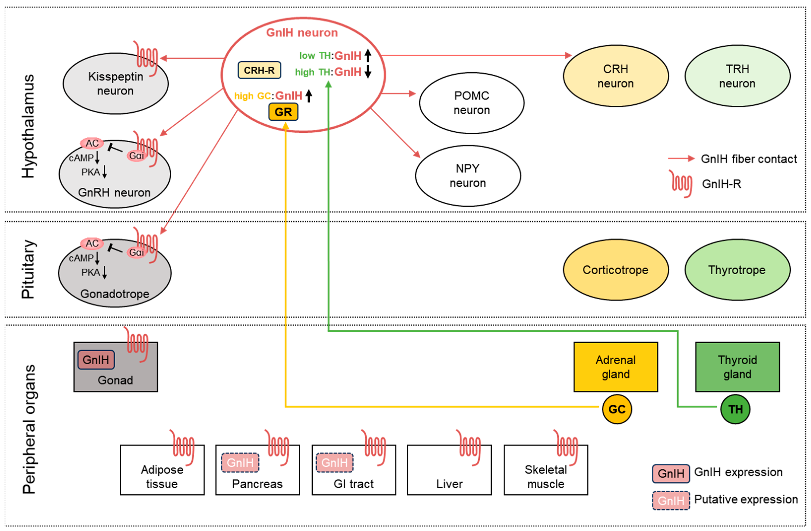 Cells 14 00267 g002 Cells 14 00267 g002