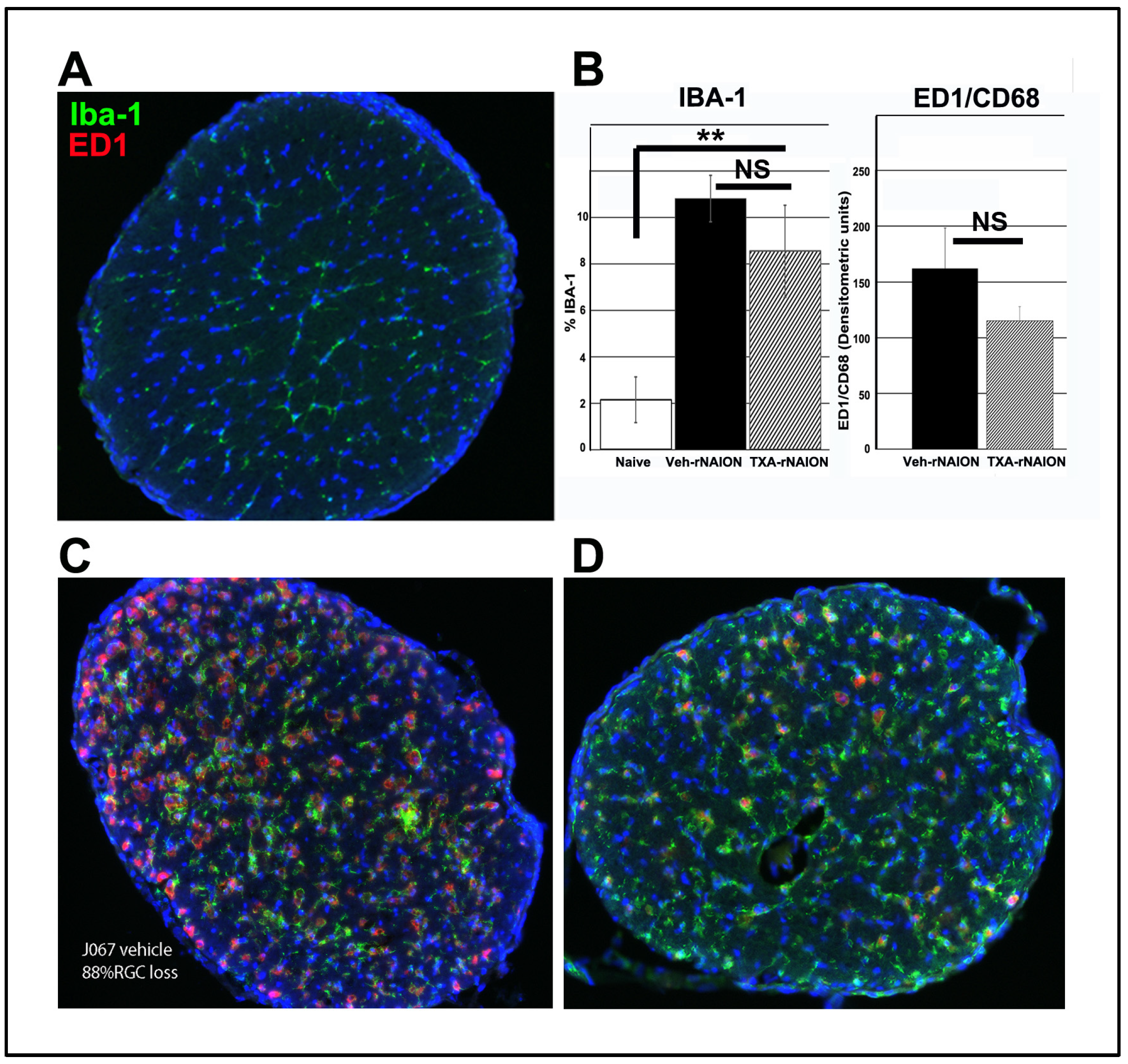 Cells 14 00289 g005 Cells 14 00289 g005