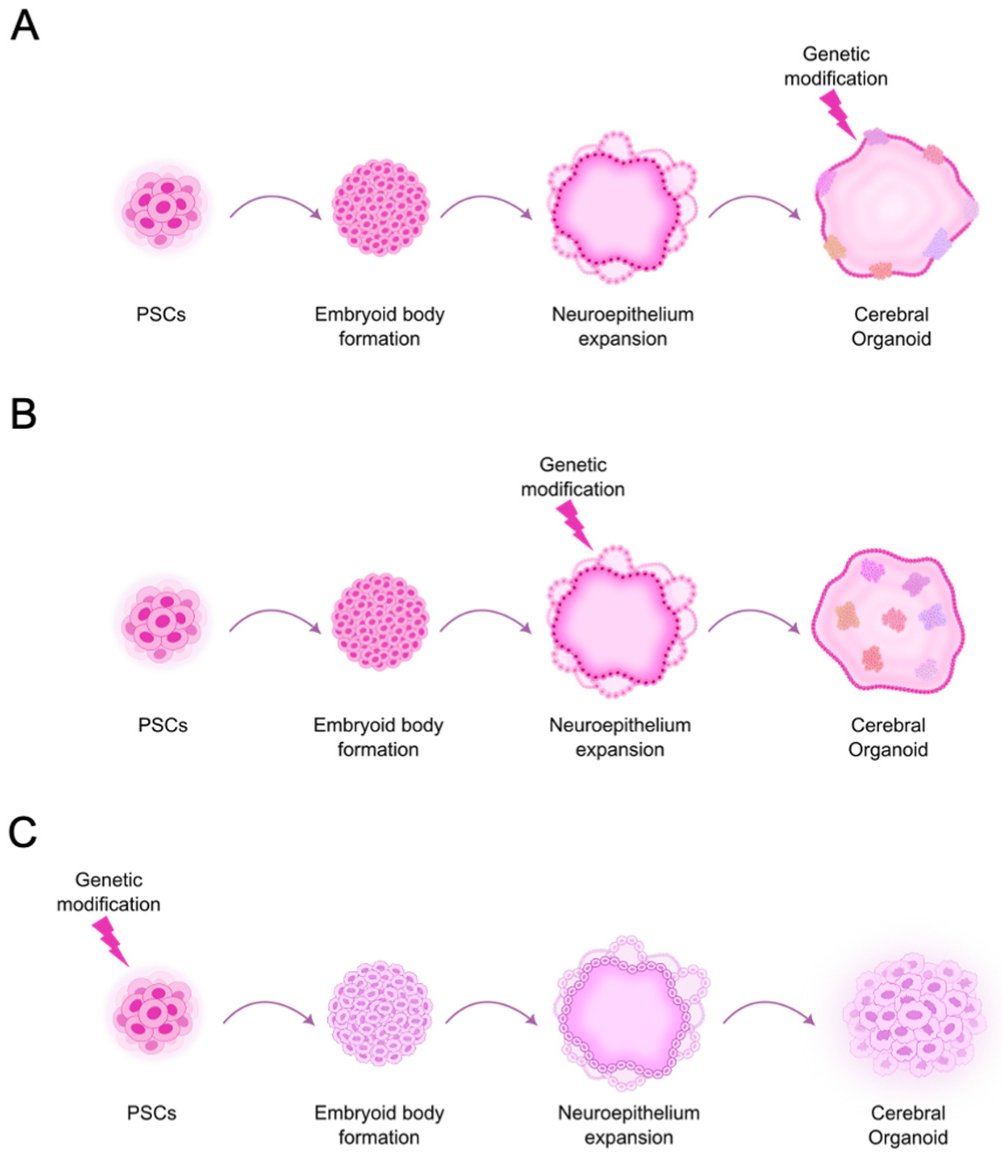 Cells 14 00292 g002