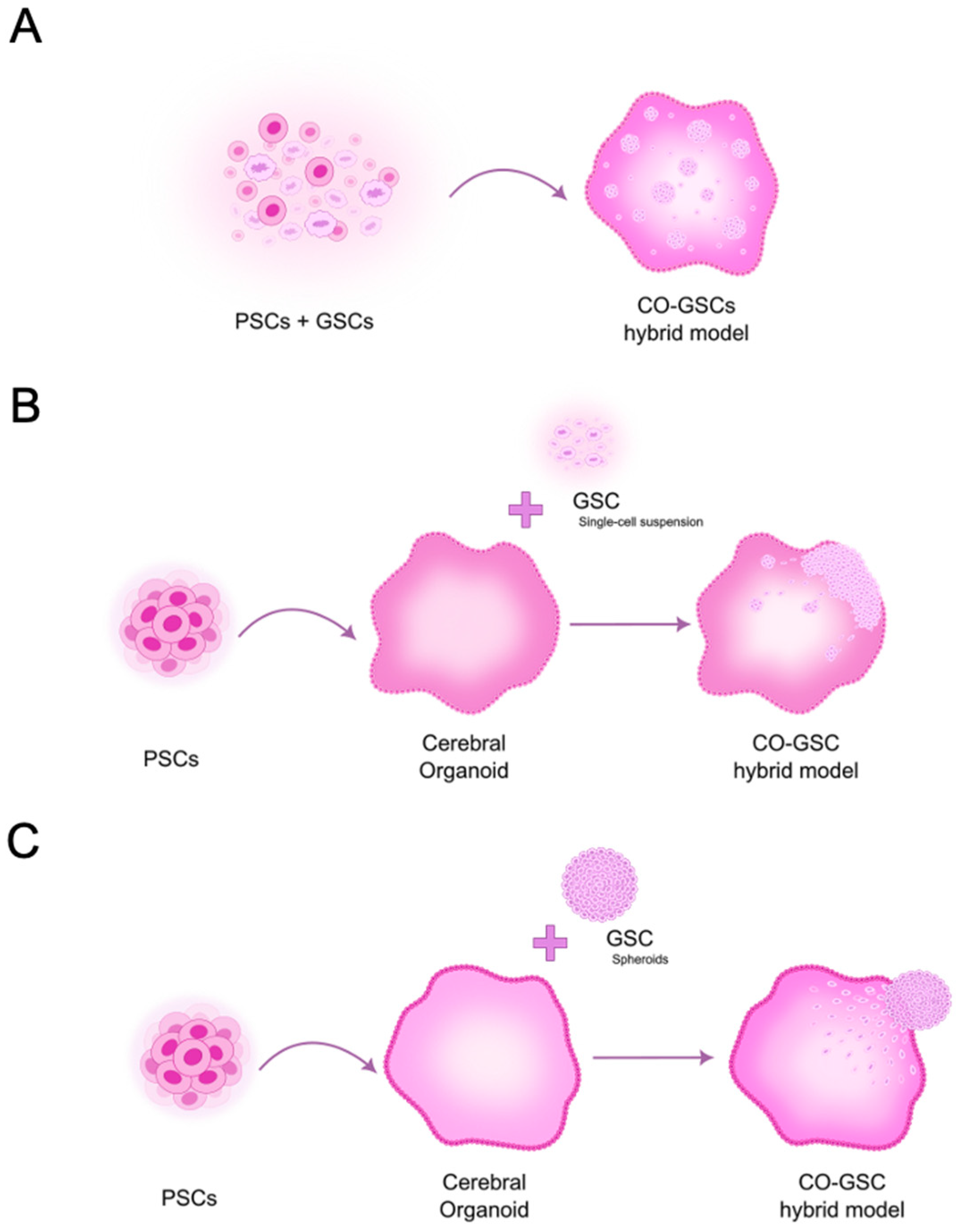 Cells 14 00292 g003