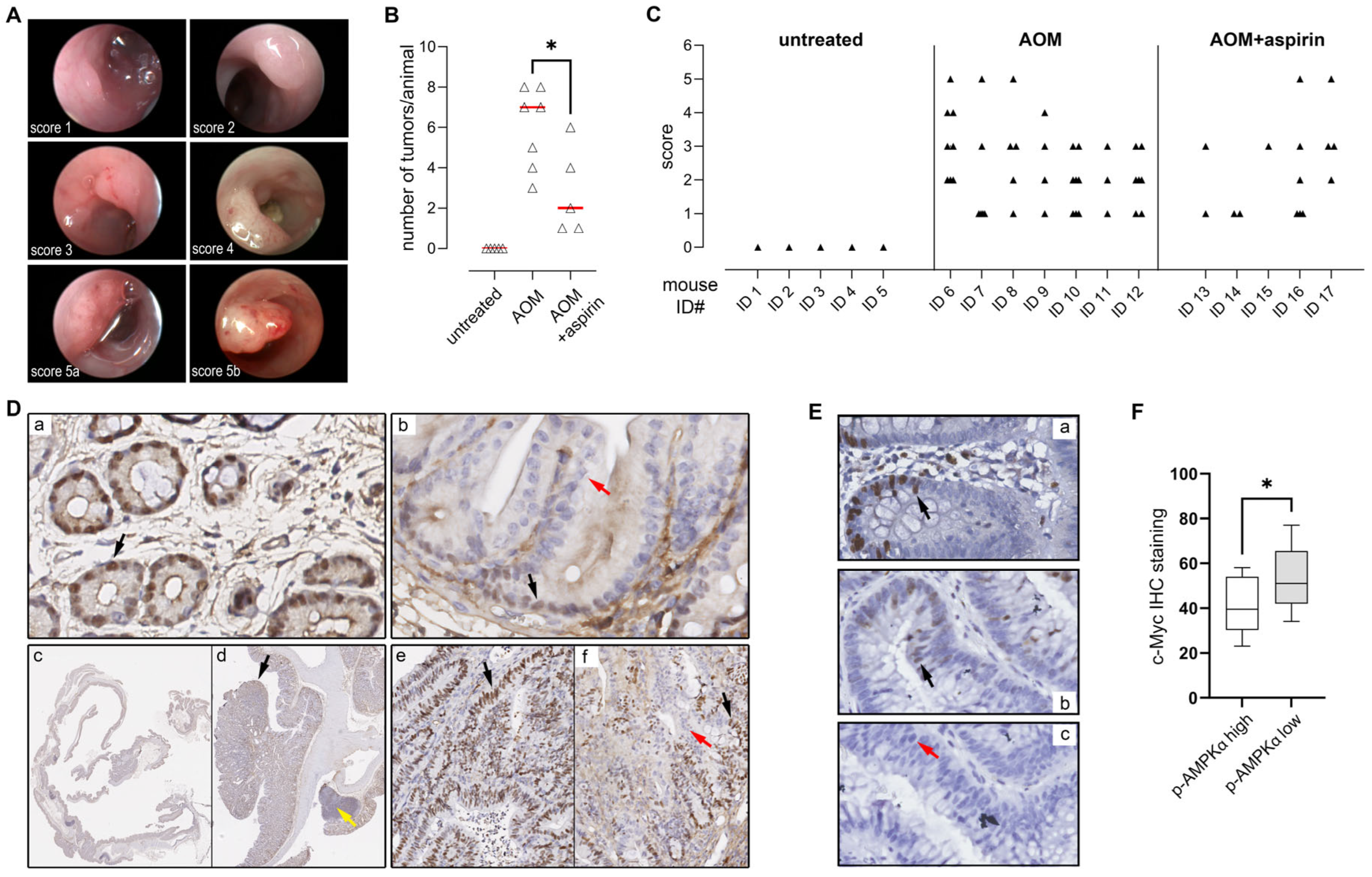 Cells 14 00294 g001 Cells 14 00294 g001