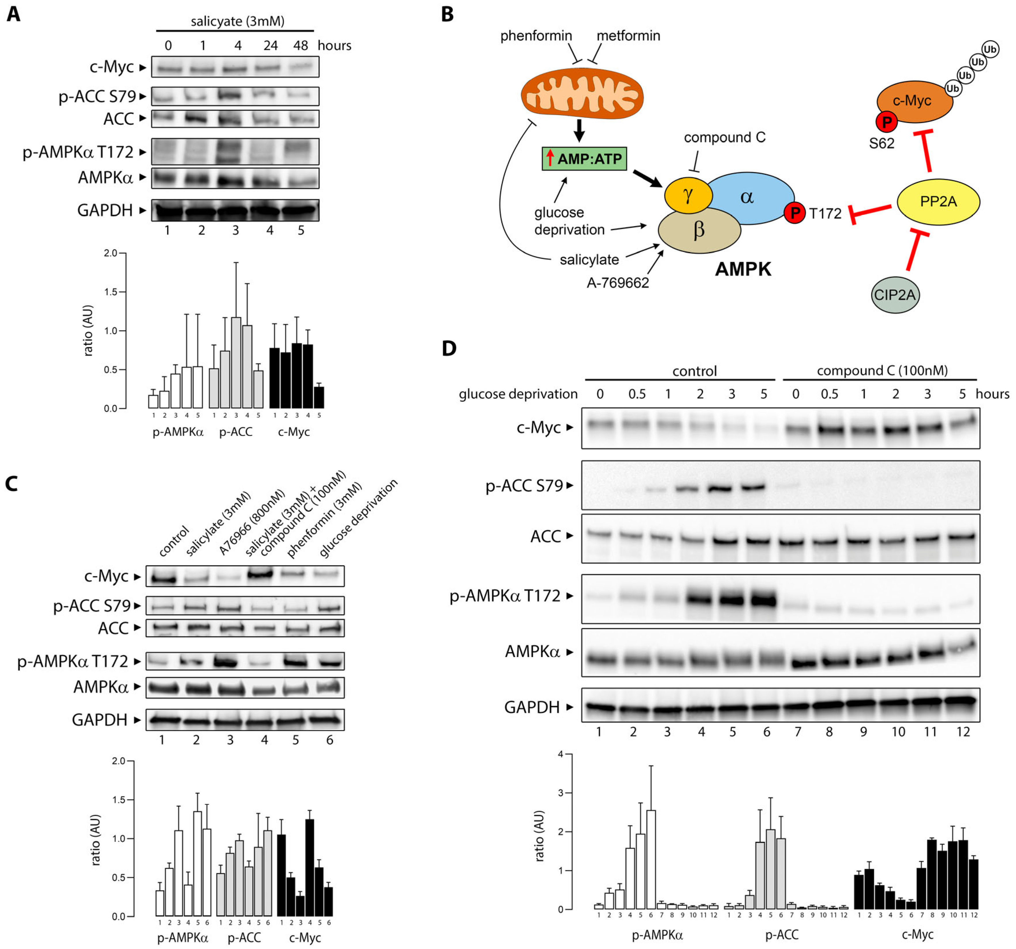 Cells 14 00294 g002 Cells 14 00294 g002