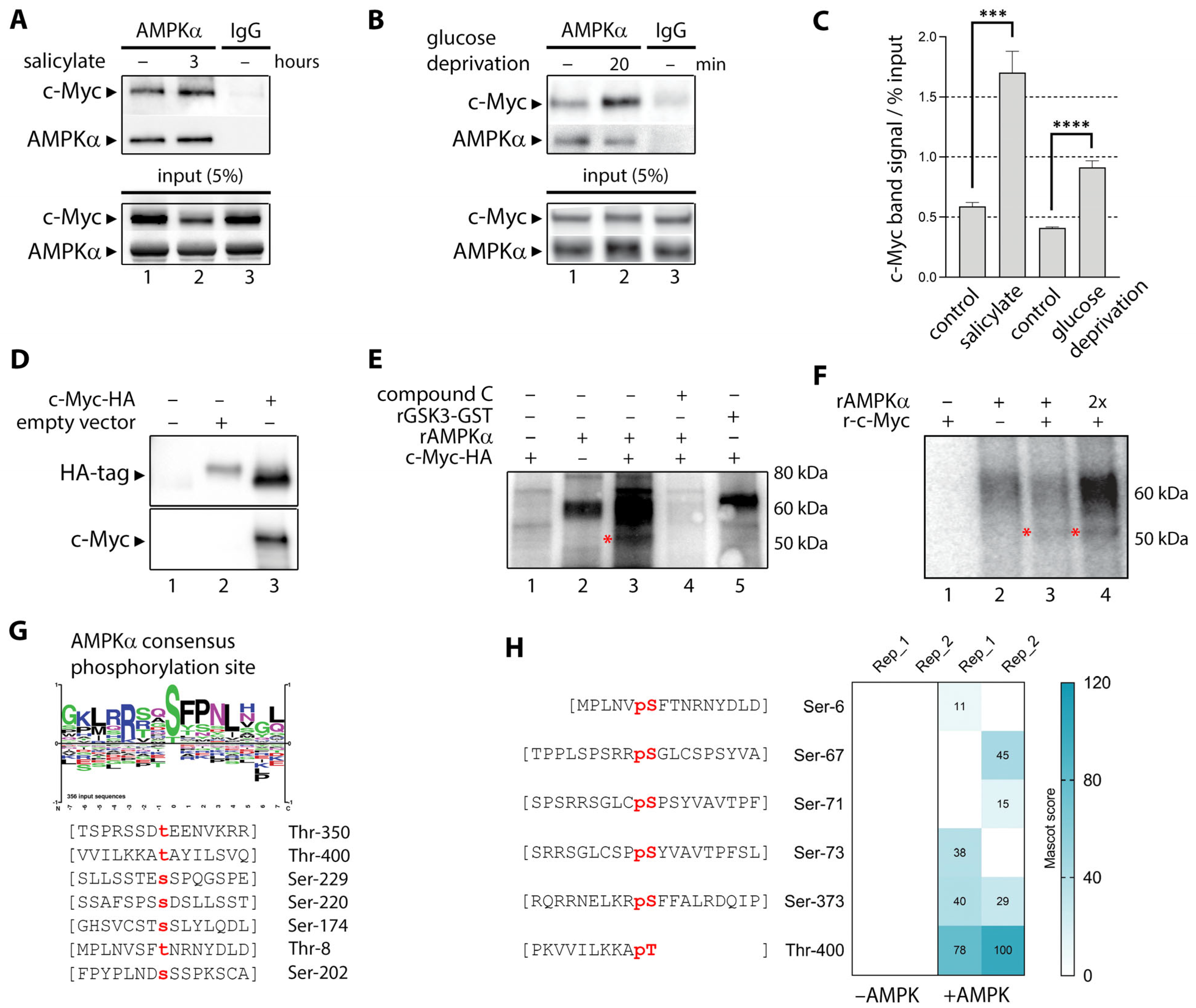 Cells 14 00294 g004 Cells 14 00294 g004