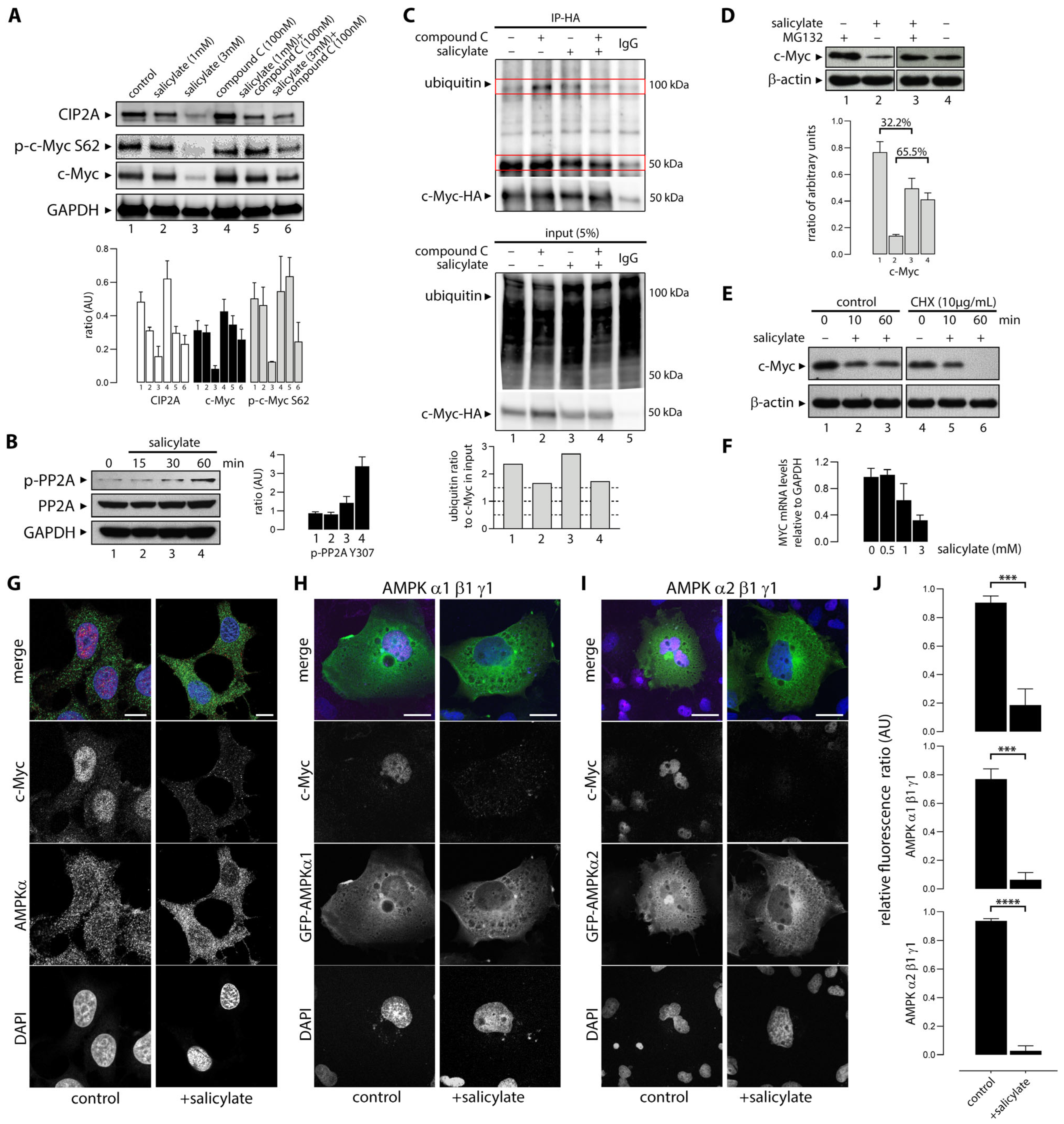 Cells 14 00294 g005 Cells 14 00294 g005