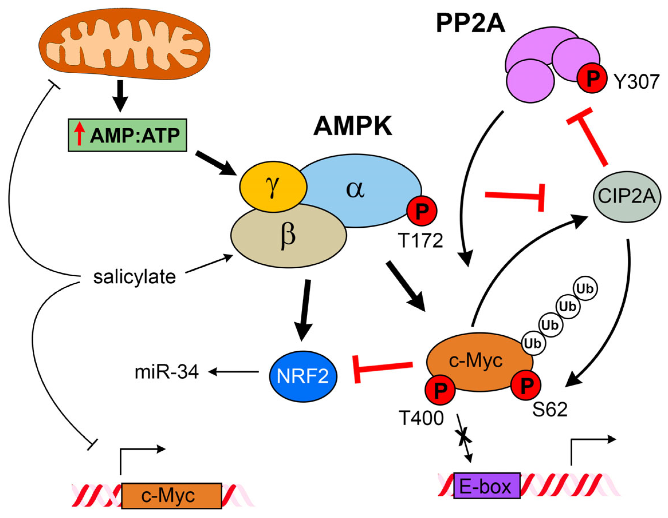 Cells 14 00294 g006 Cells 14 00294 g006