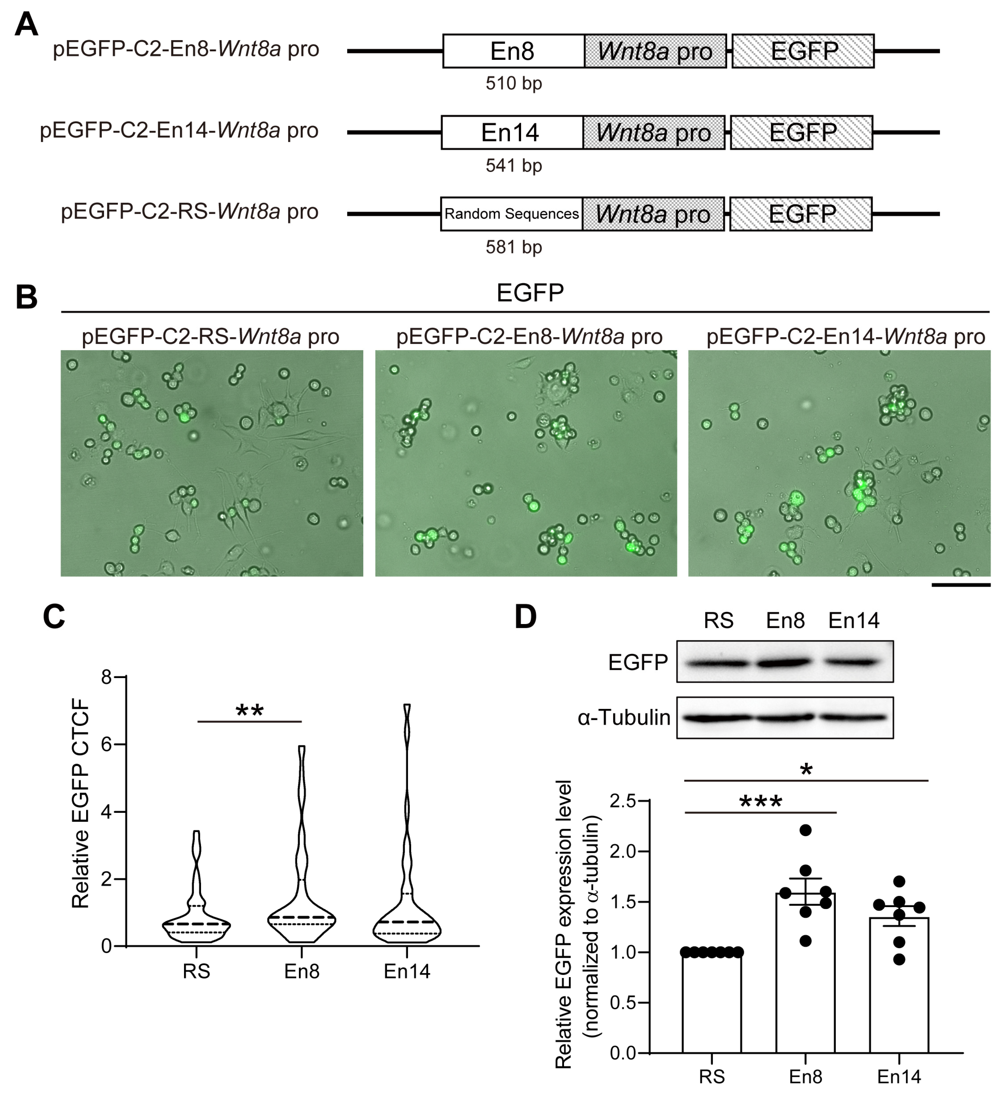 Cells 14 00319 g005