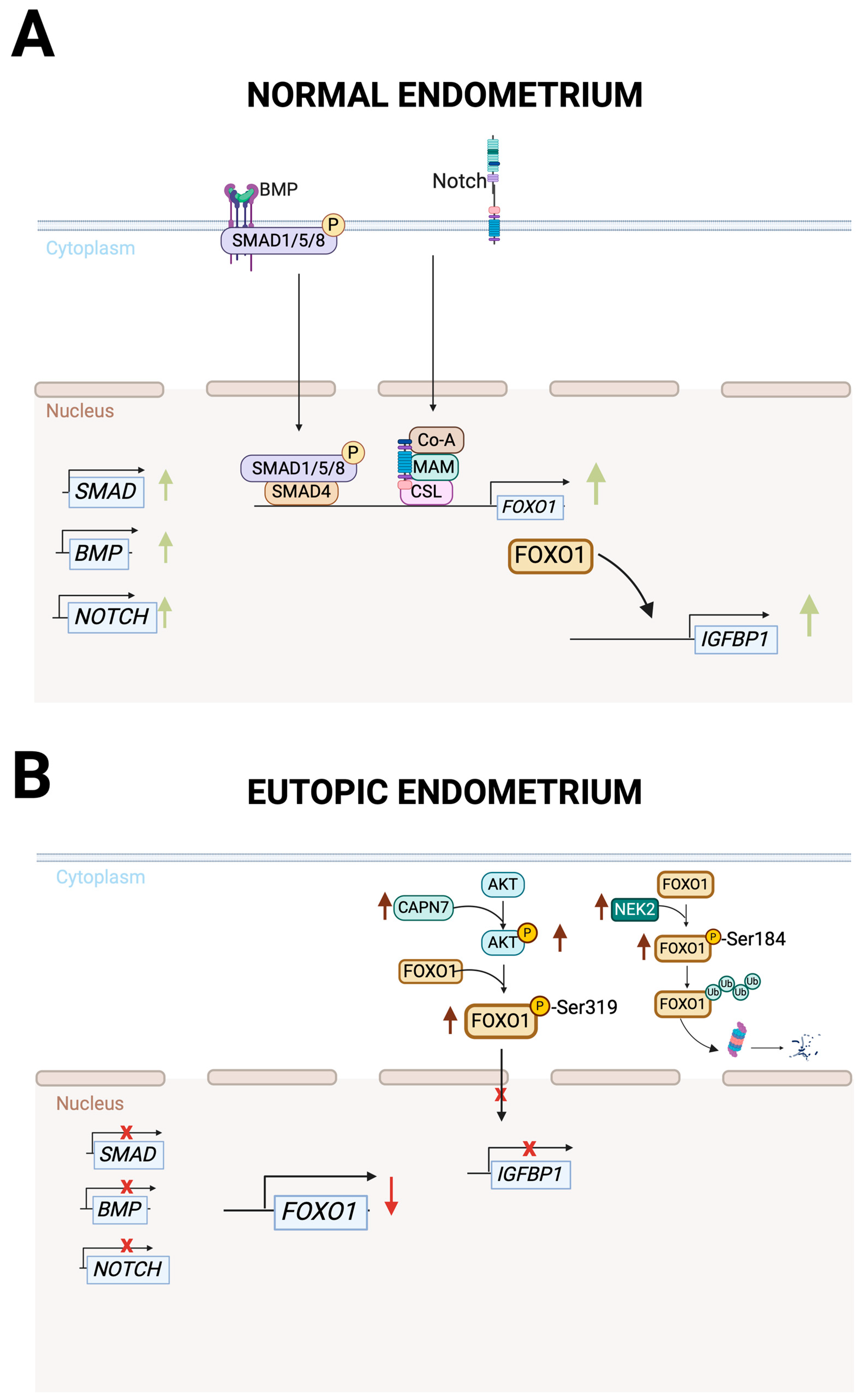 Cells 14 00326 g002 Cells 14 00326 g002