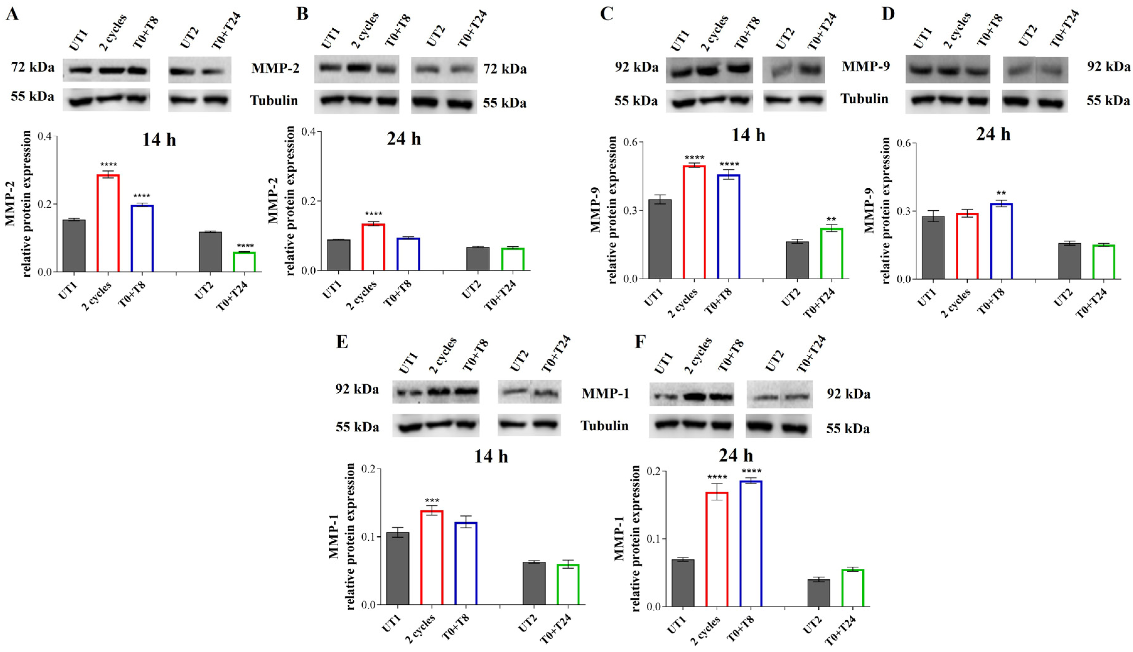 Cells 14 00332 g009 Cells 14 00332 g009