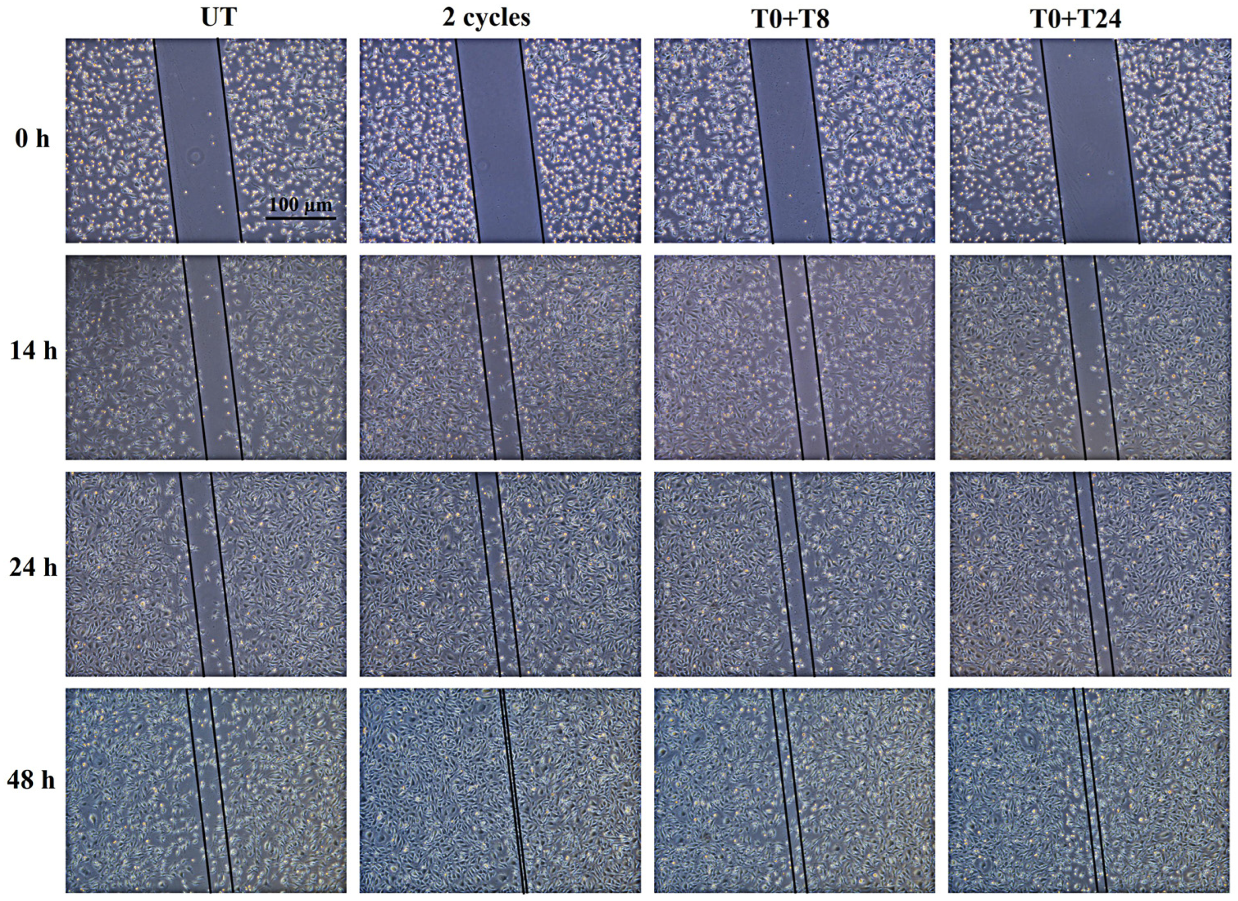 Cells 14 00332 g010 Cells 14 00332 g010
