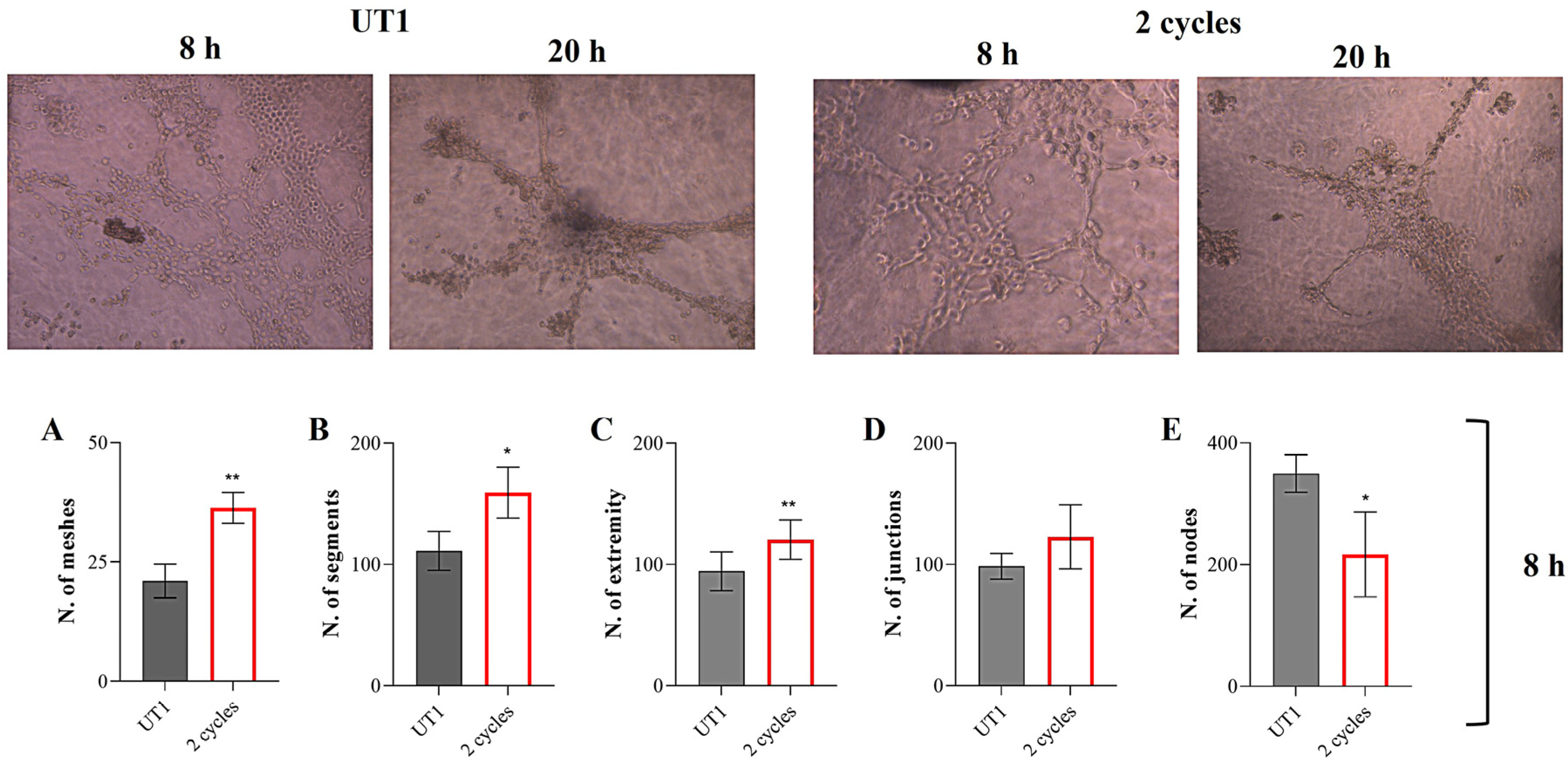 Cells 14 00332 g014 Cells 14 00332 g014